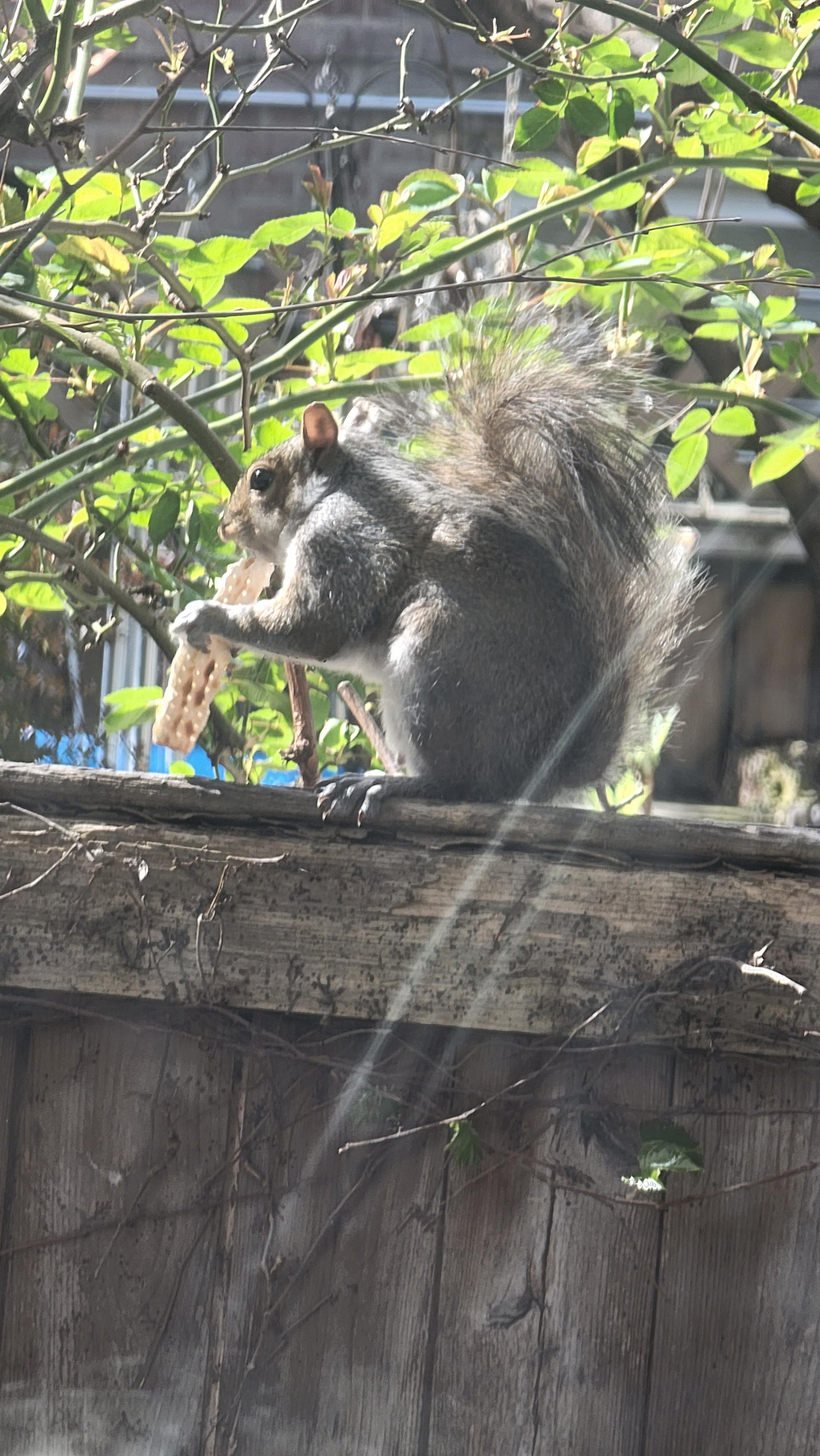 Why is this squirrel different from all other squirrels? r/Jewish