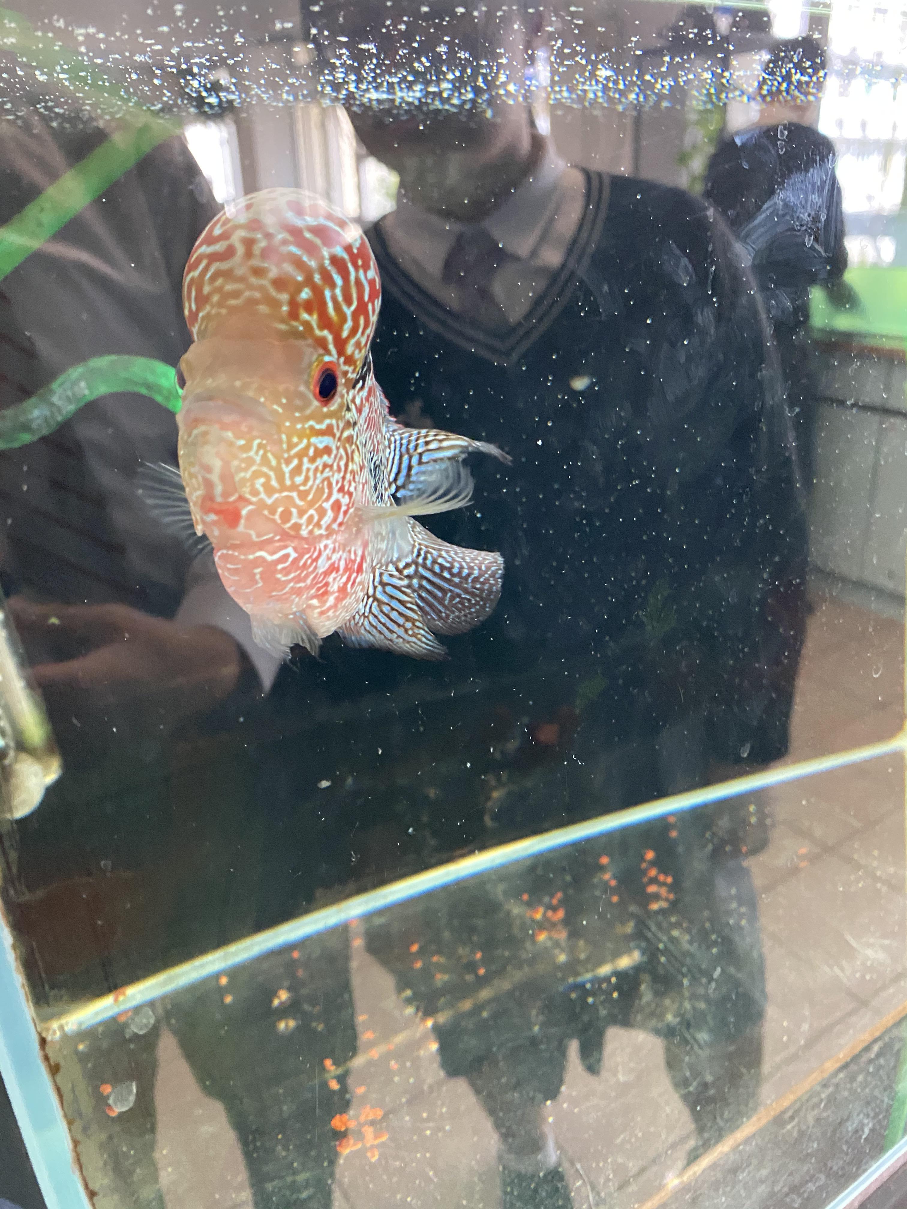 BIG BRAIN FISH!! r/PewdiepieSubmissions