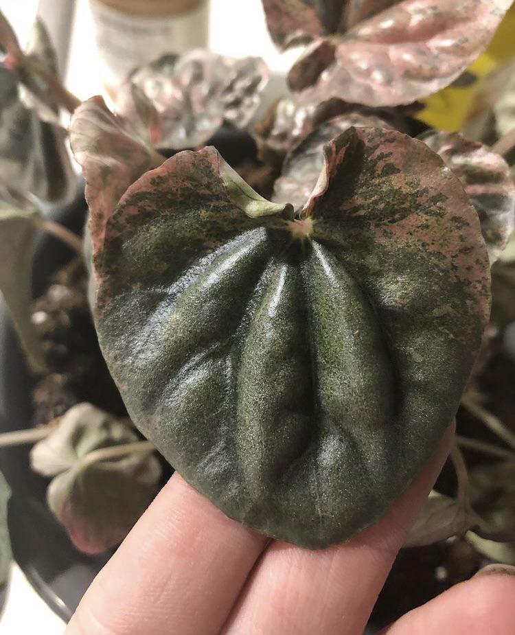 Photo of my pink peperomia for attention!🌱 I’m repotting some