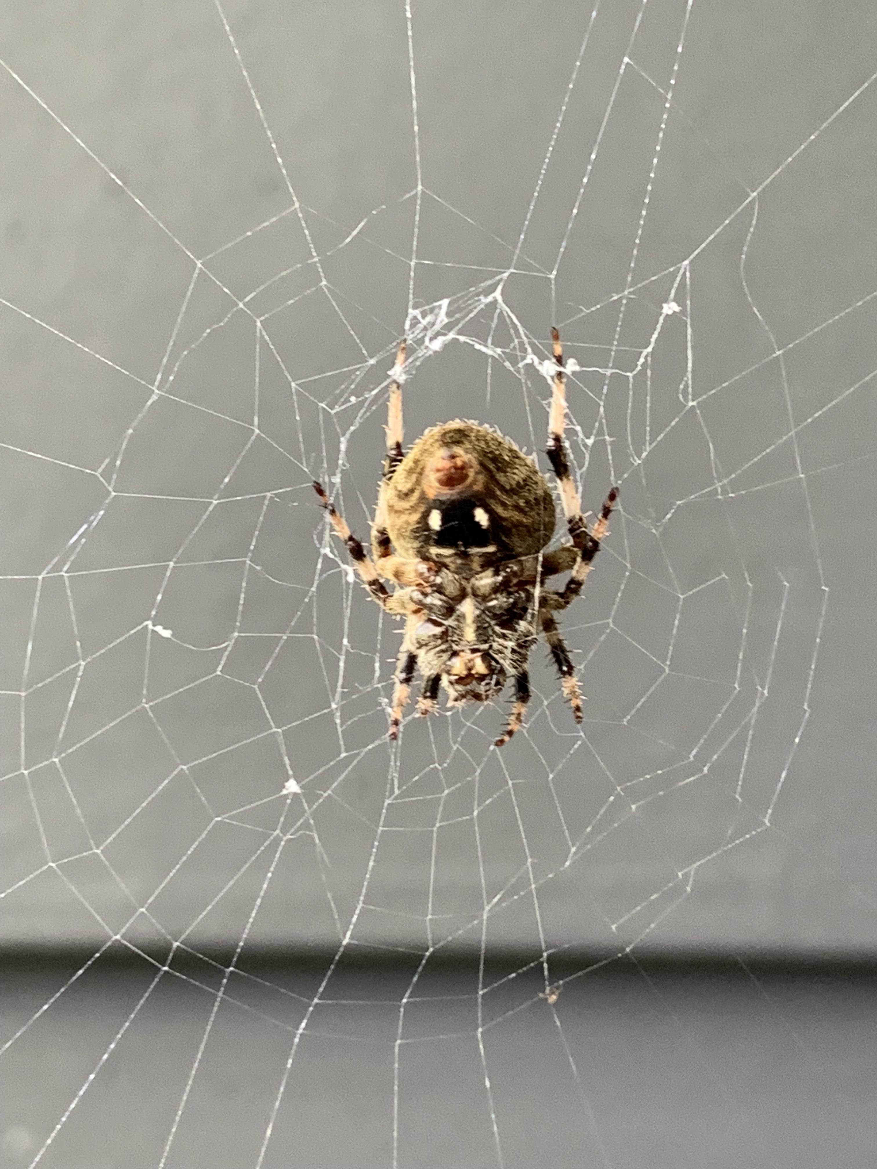 What’s this beauty in upstate NY? r/spiders