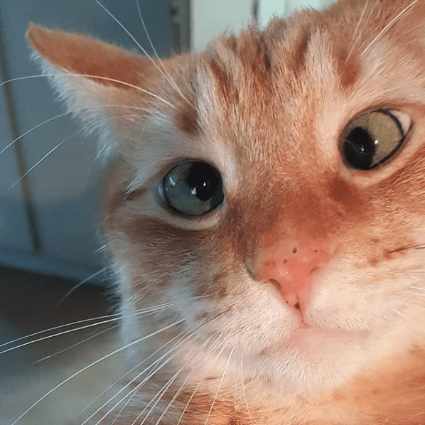 He has dizzy eyes but he is still the cutest r/aww