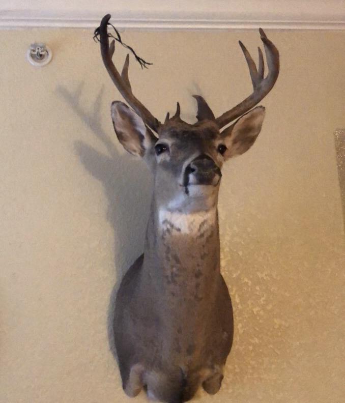 Killed on Fort Sill in Oklahoma in November, just got the shoulder