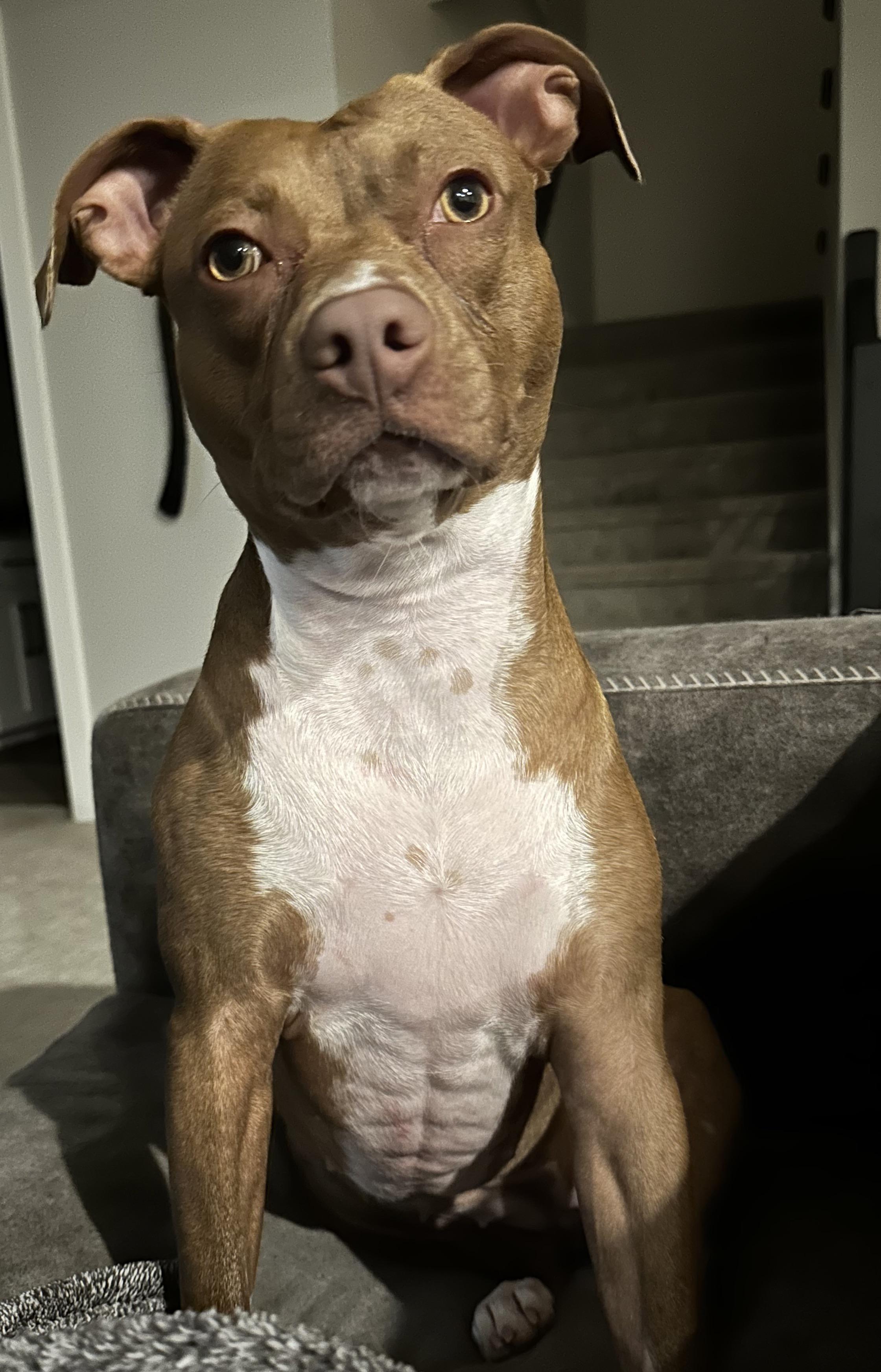 Does my dog have ripped abs? r/rarepuppers