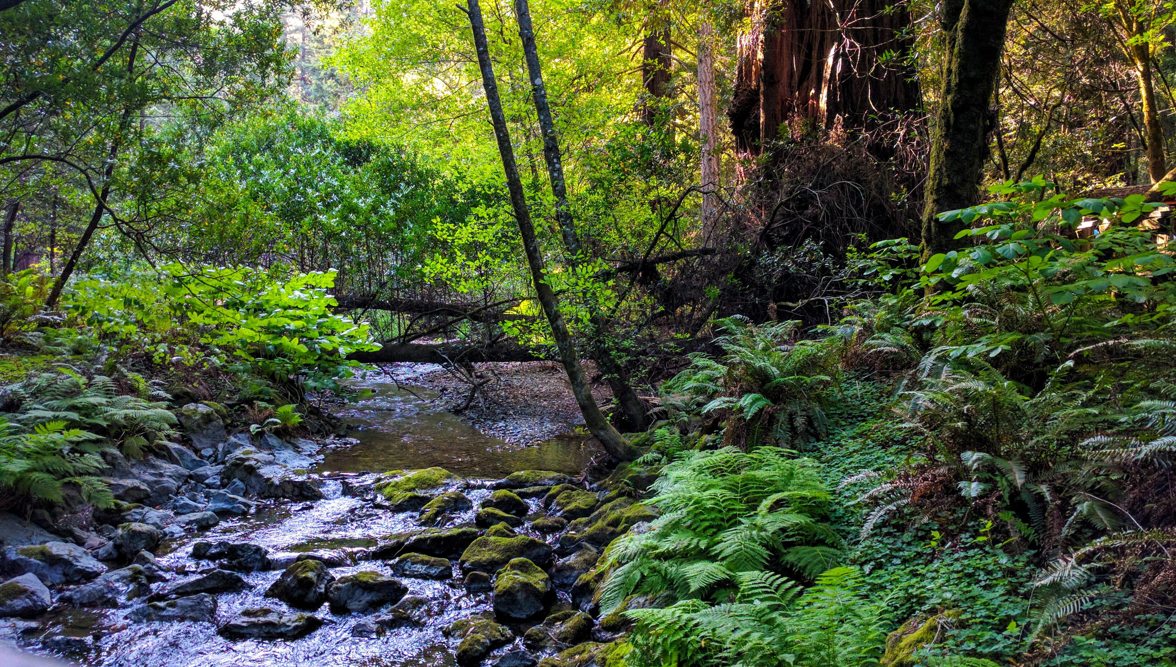 Muir Woods National Park, Mill Valley, California [3824 x 2168] [OC