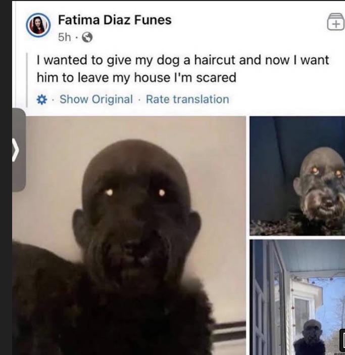 This dog is definitely a skinwalker not even trying to hide it anymore r/oddlyterrifying