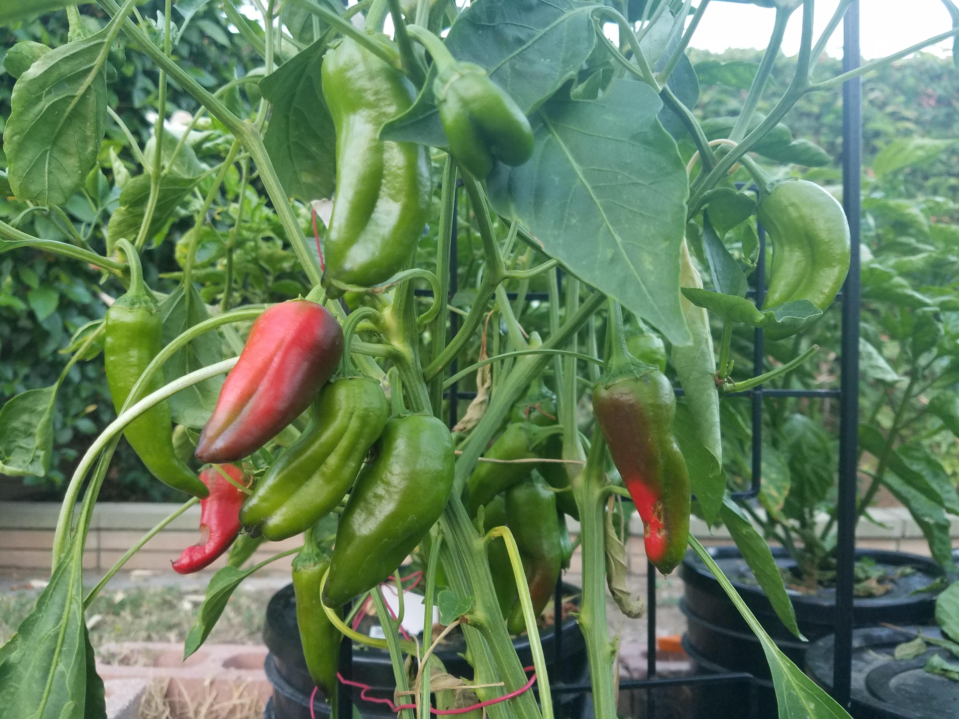 Kratky method, outdoor light, Red Crimson pepper plant r/Hydroponics