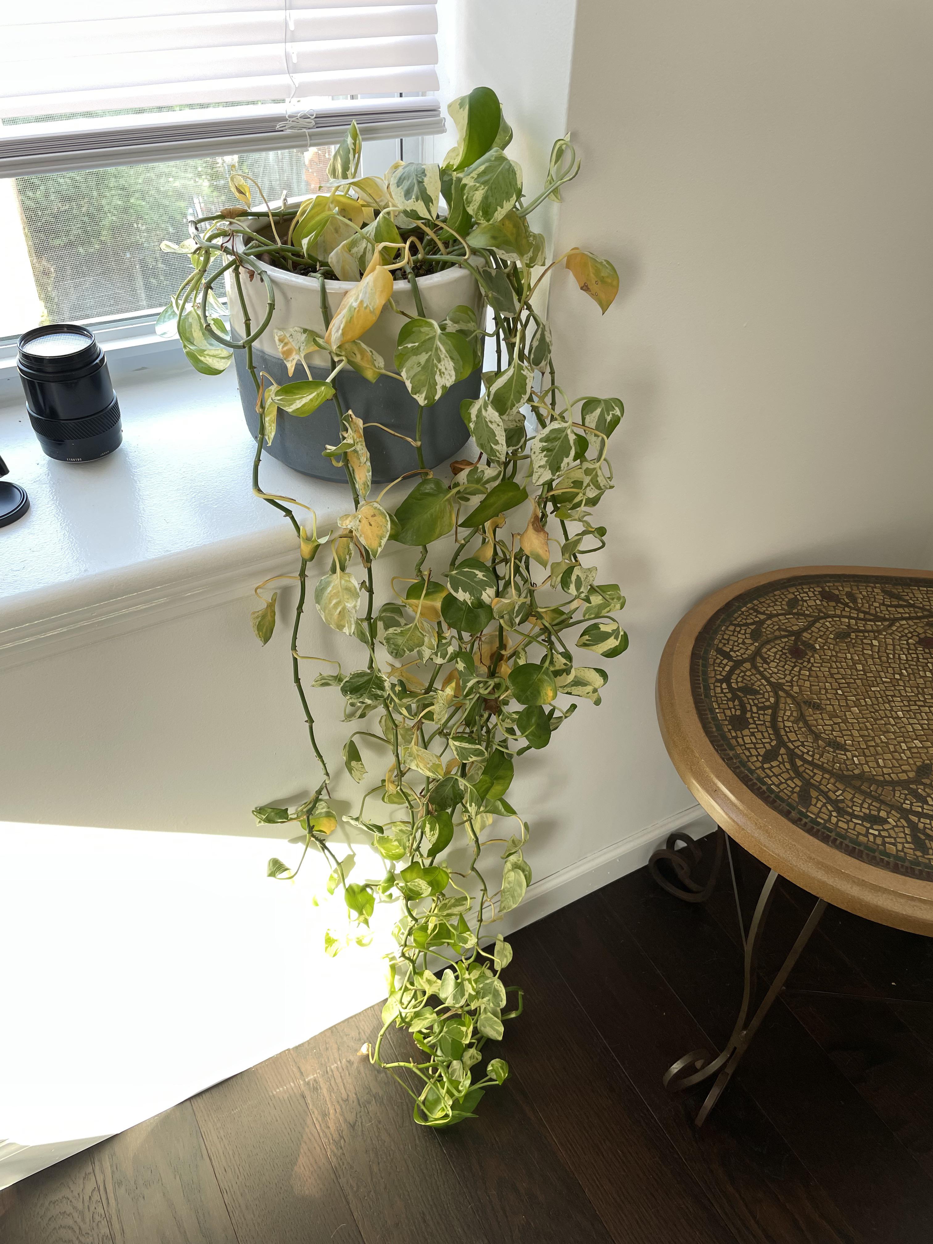 Help, my Devil’s Ivy is yellowing and losing leaves! I have not been overwatering r/plantclinic