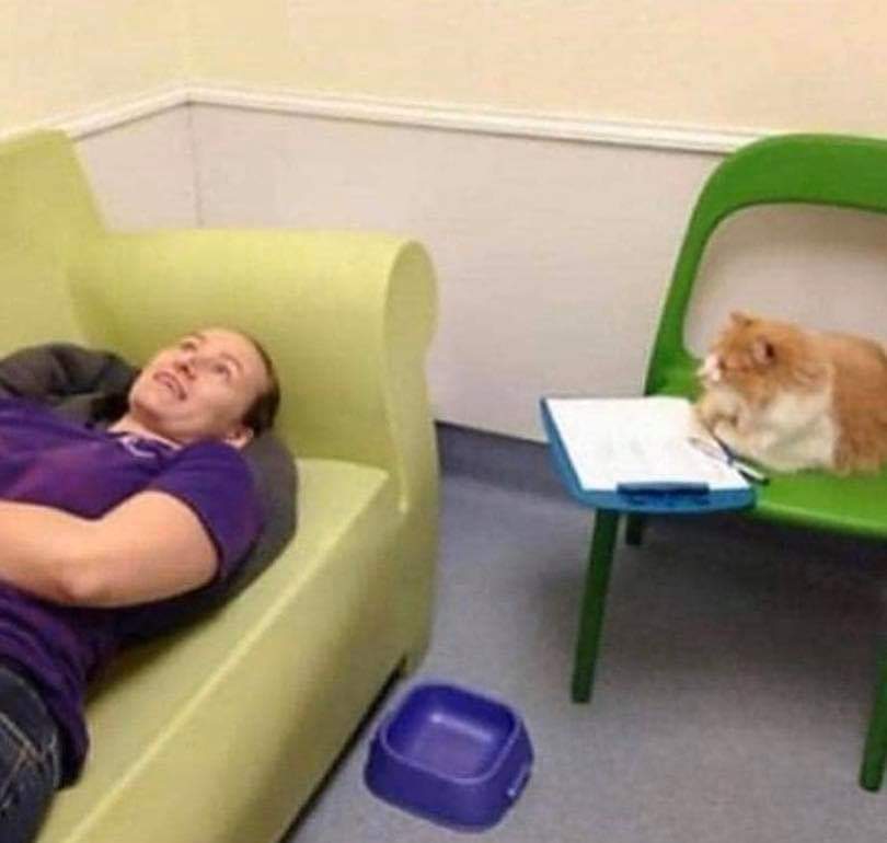 '' Can you just prescribe me some xanax please...? '' Catmemes