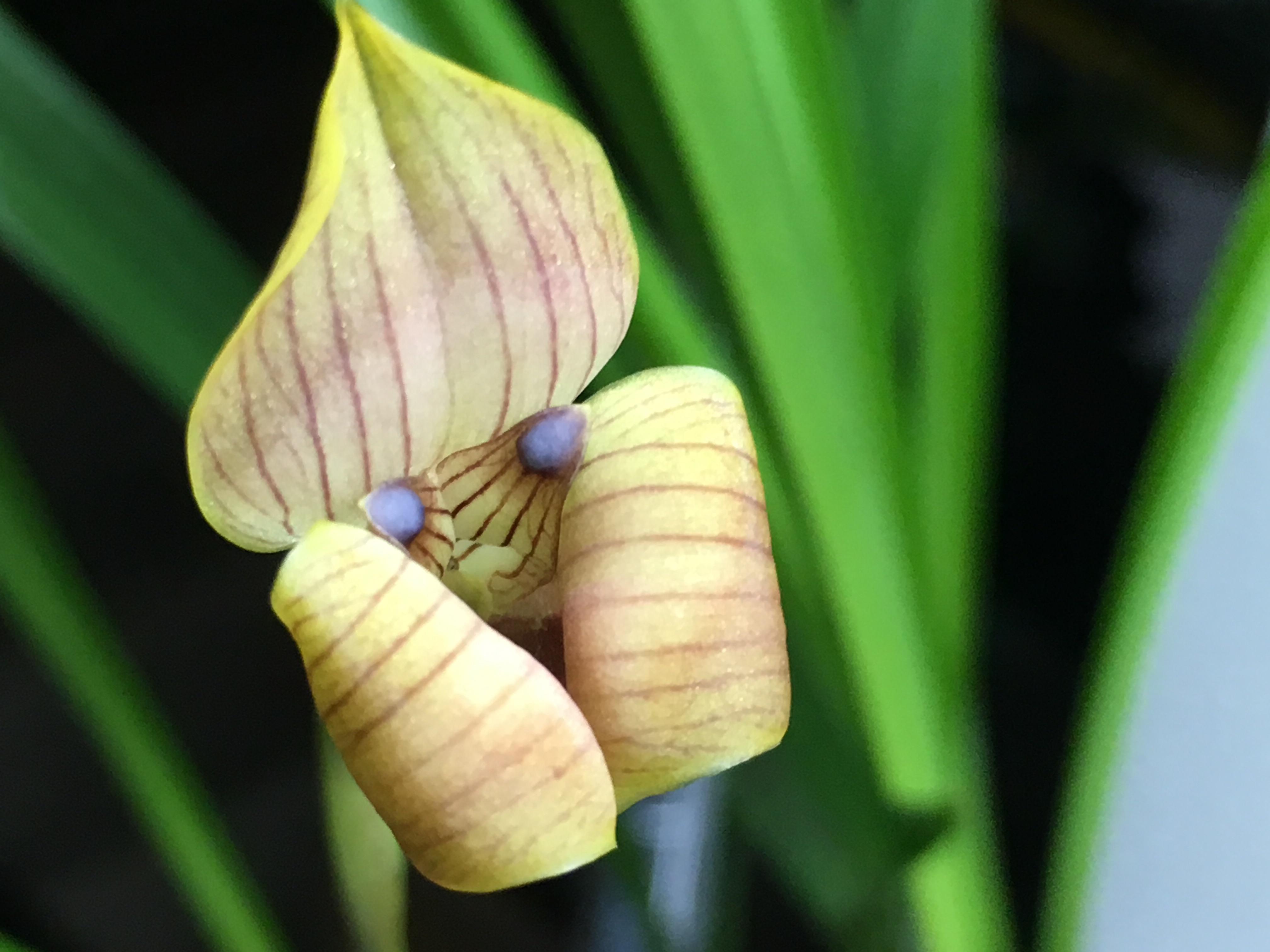 Trigonidium egertonianum r/orchids