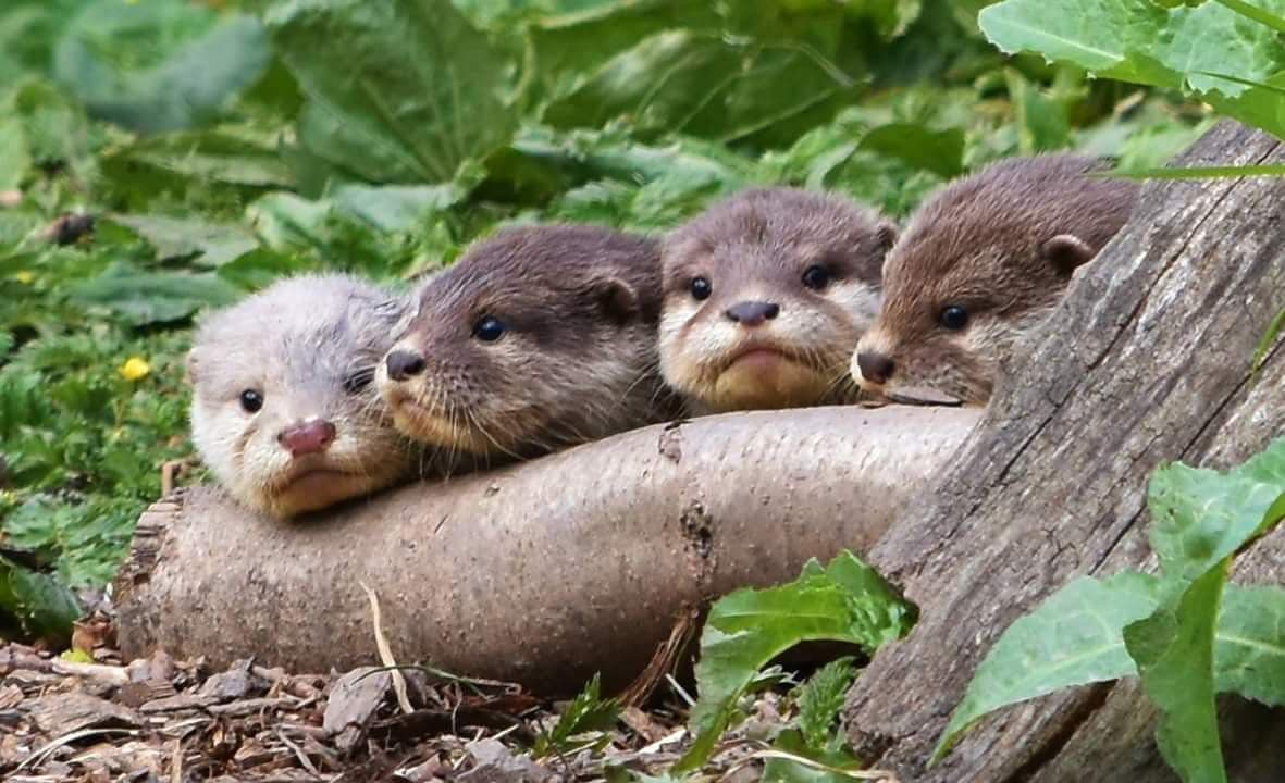 Four young otters begin their journey into Middle Earth r/lotrmemes