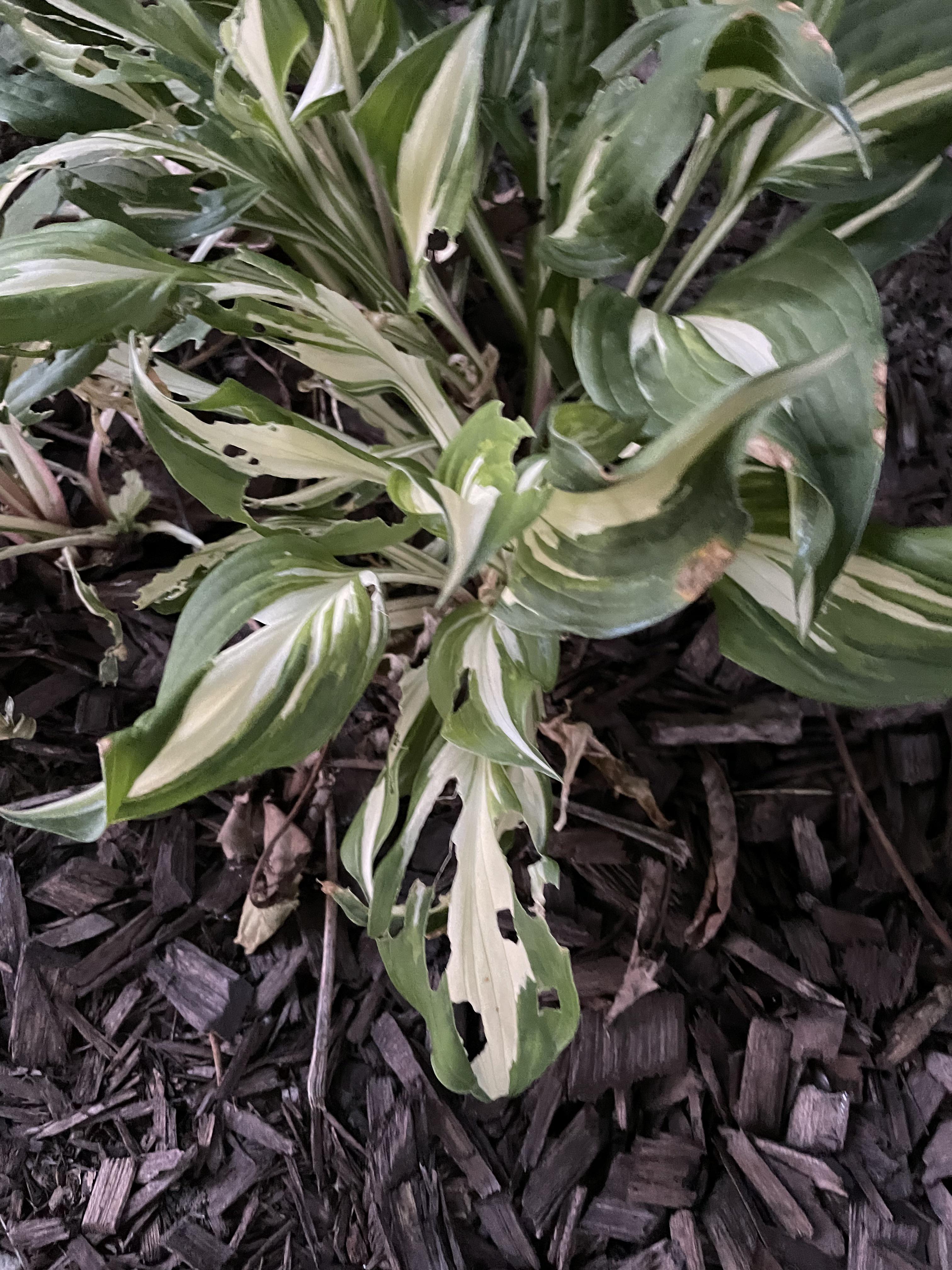 What’s eating my hostas? r/gardening