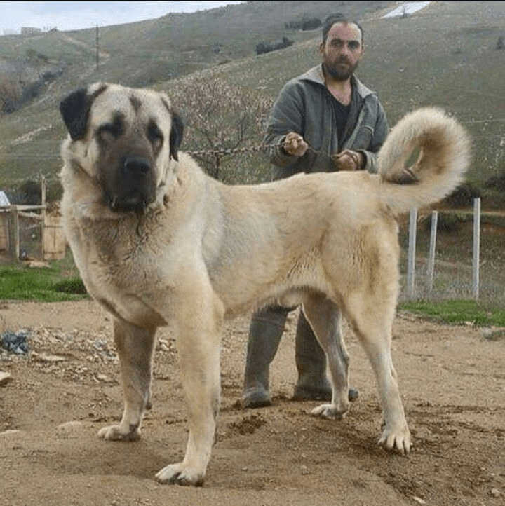 Tibetan Mastiff Vs Kangal