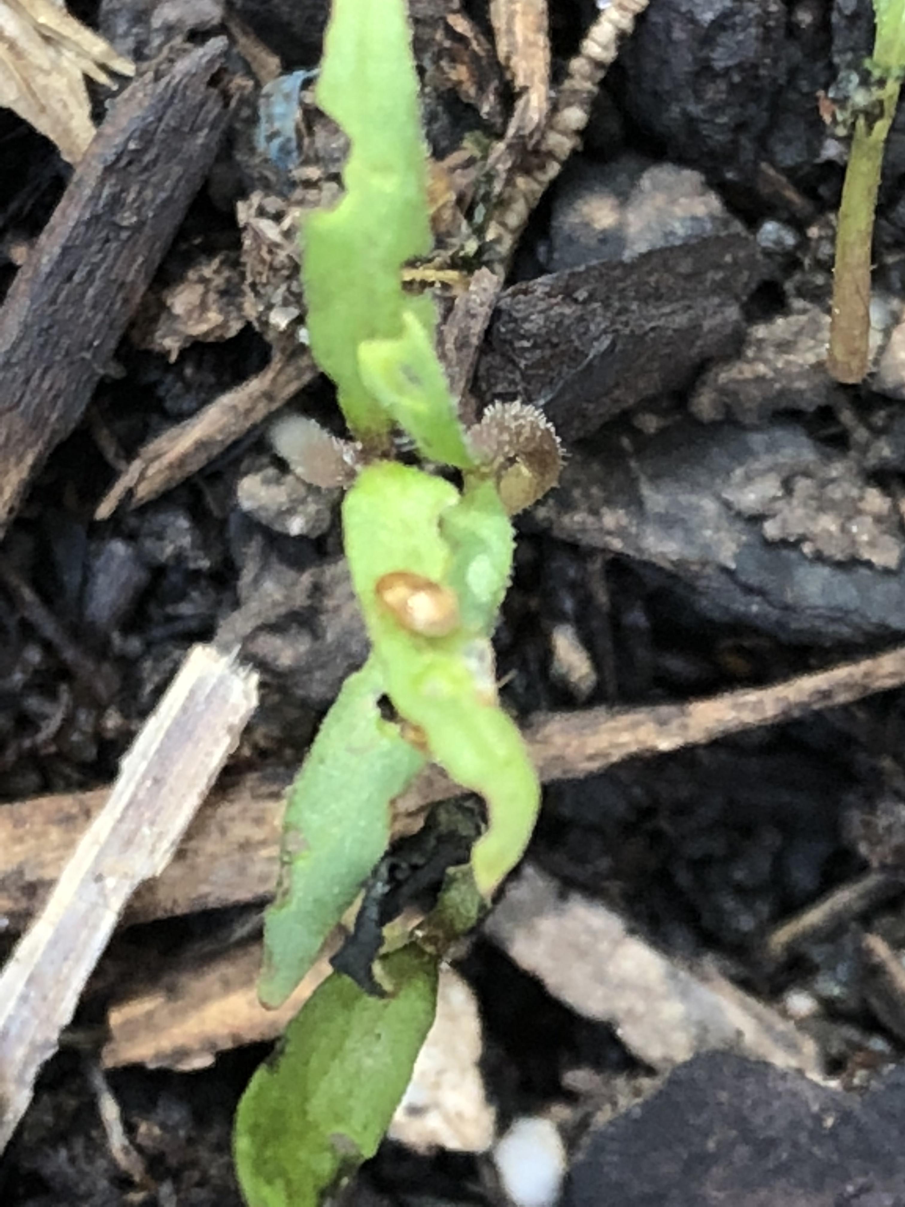 What is eating my seedling? r/gardening