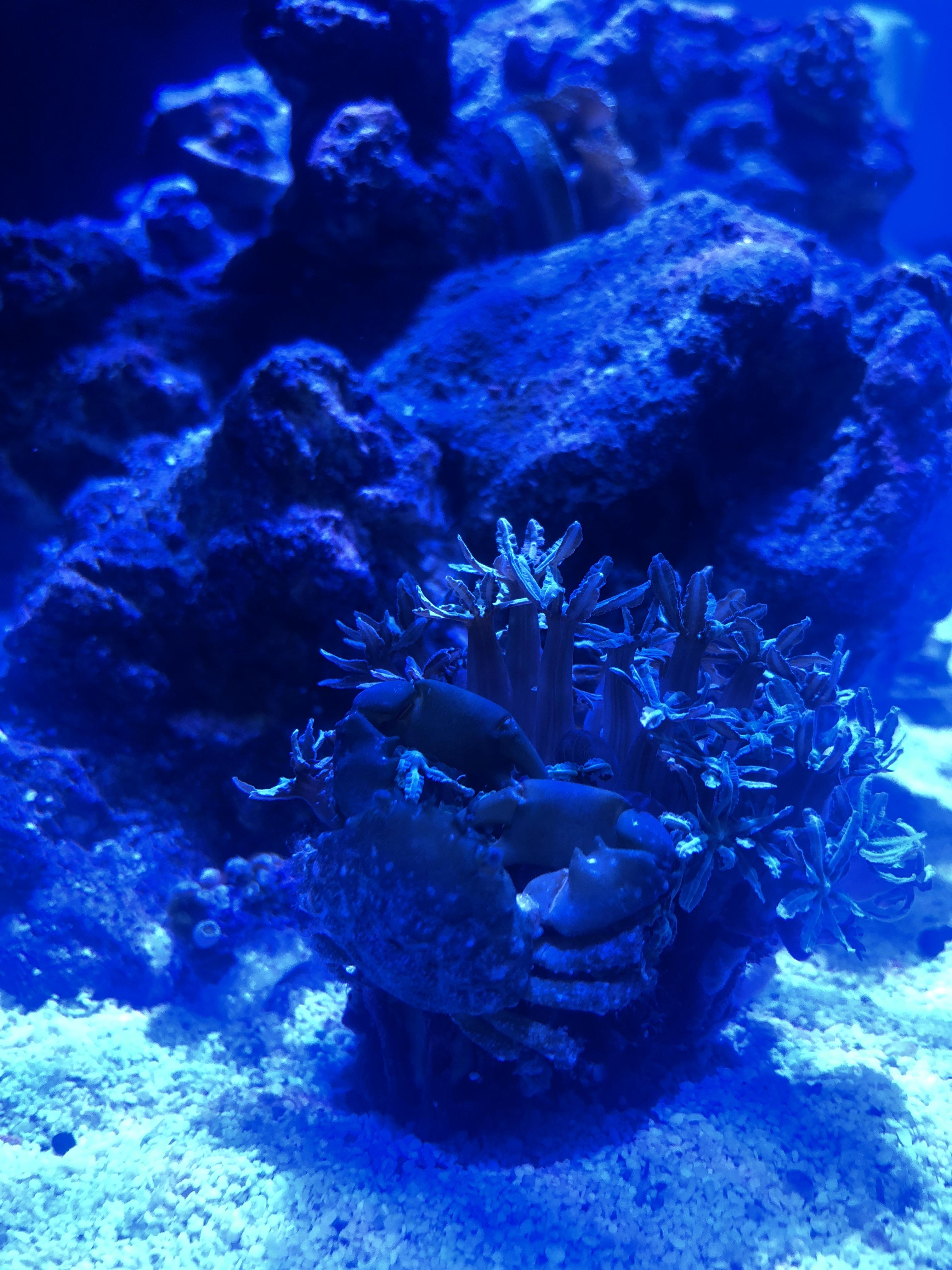 Is my emerald crab eating the algae on the coral or is it eating just