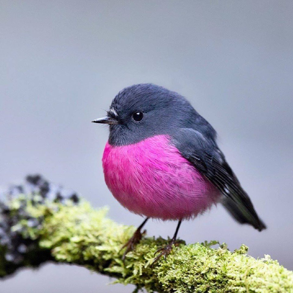 The pink robin (Petroica rodinogaster) is a small passerine bird native