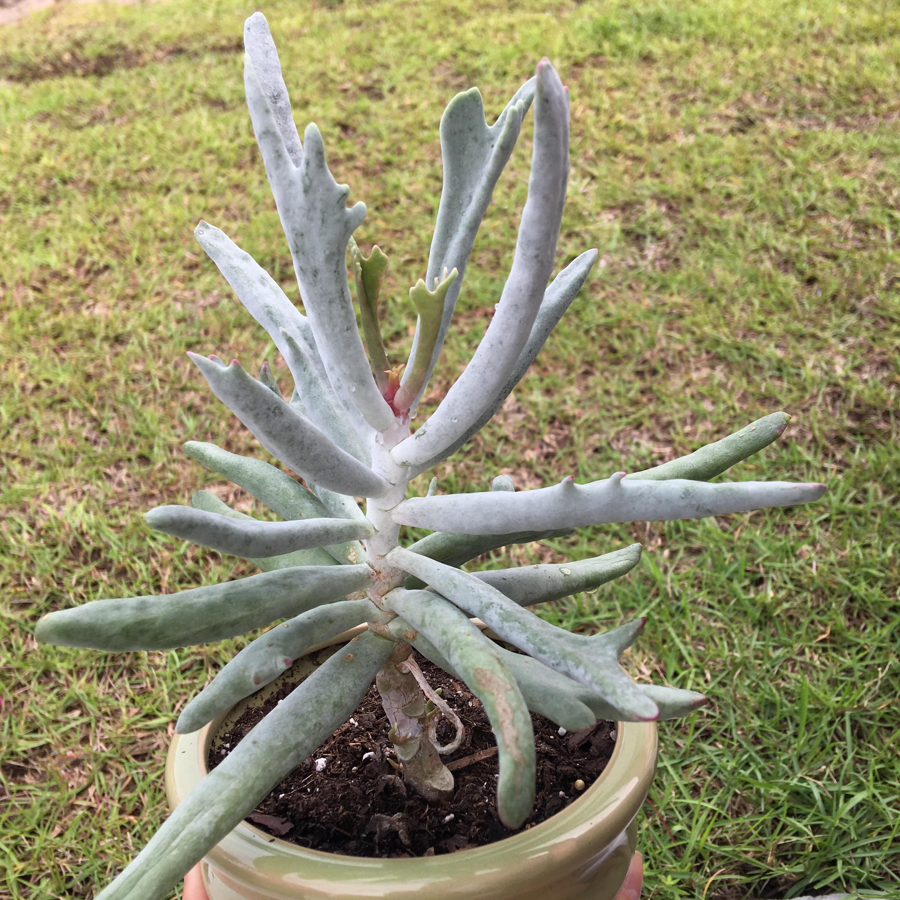 Cotyledon long fingers (elk horns) is so weird and beautiful r/succulents