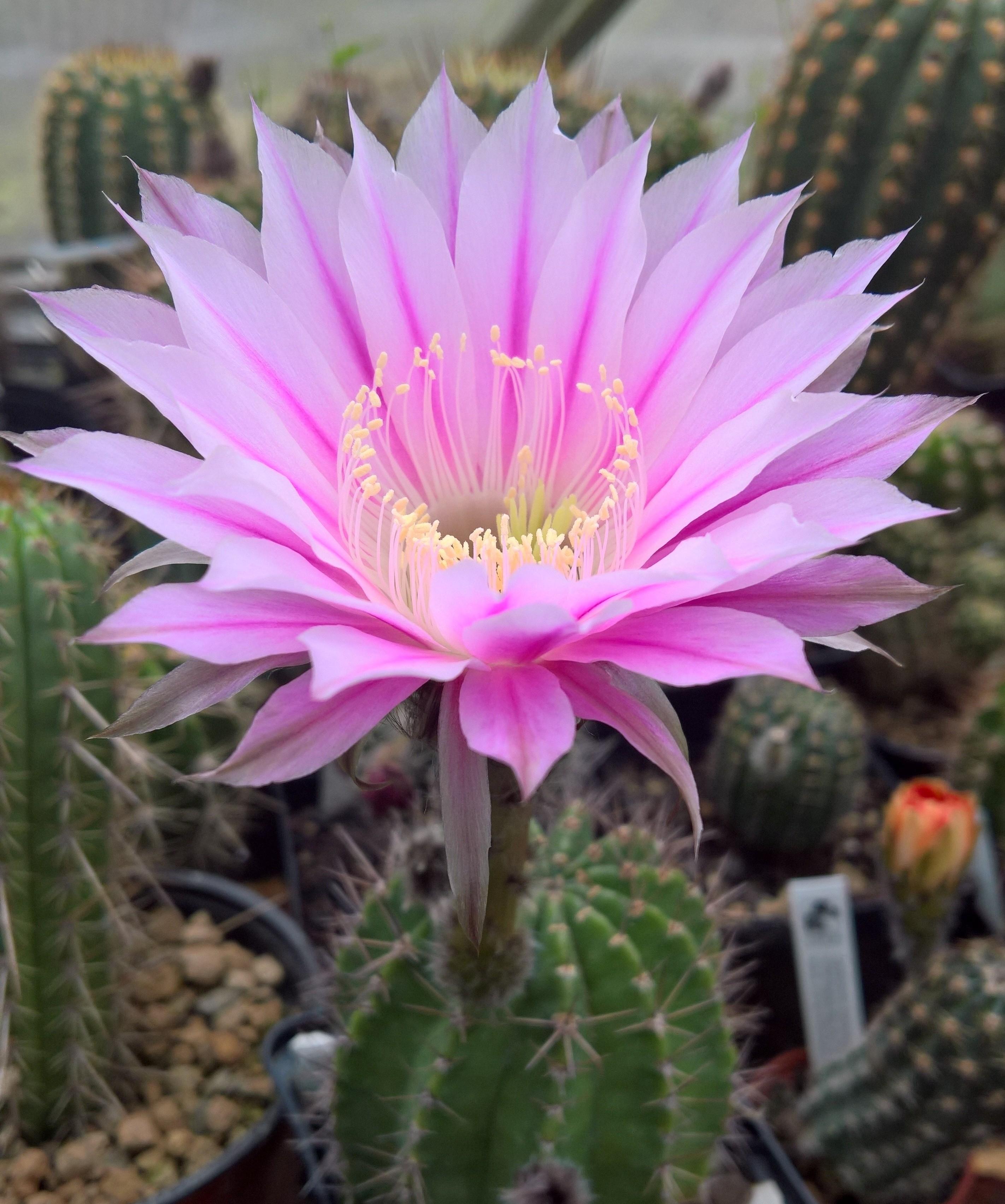 My Best Cactus Flower of the day! r/pics