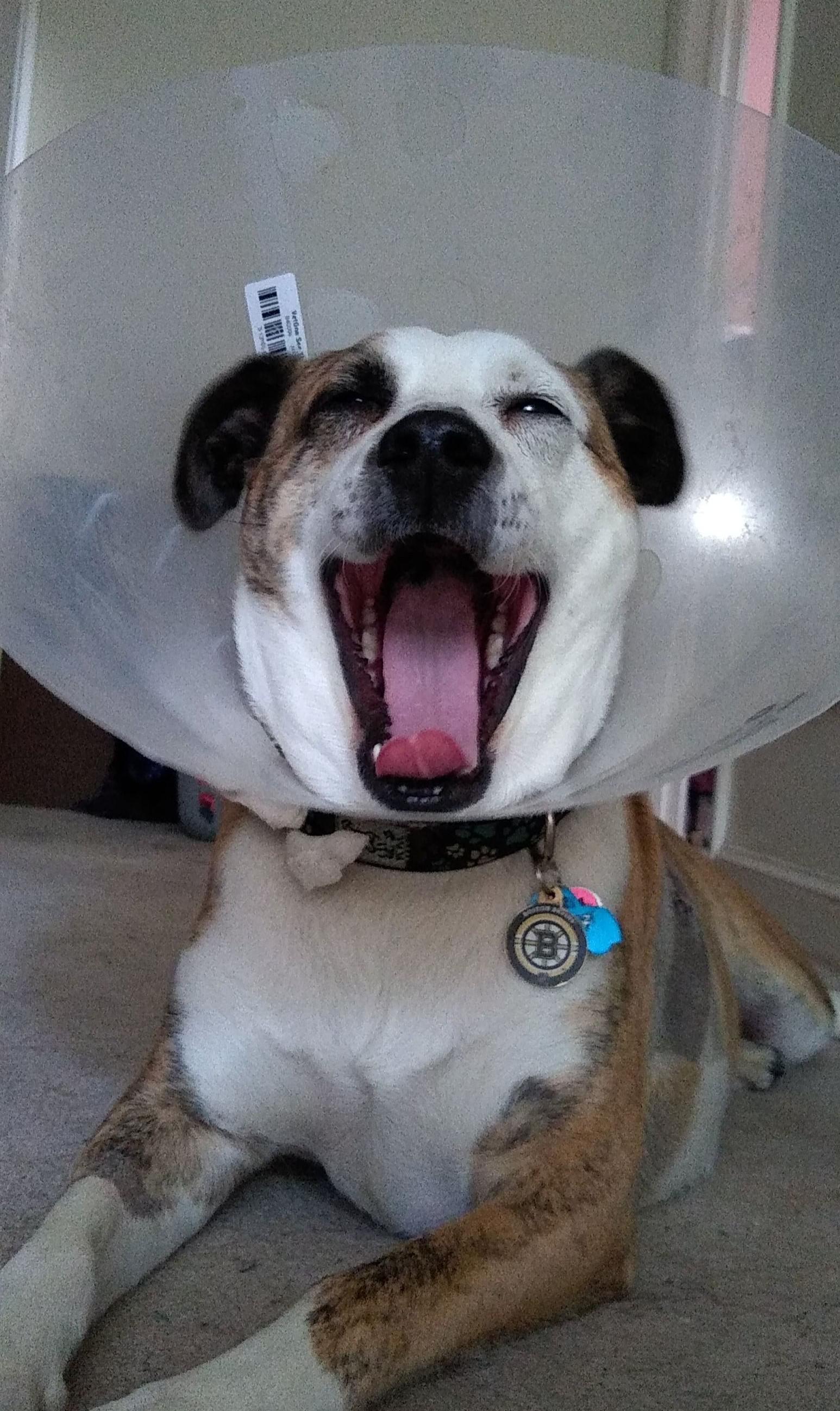 Why Does My Dog Yawn When I Pet His Head