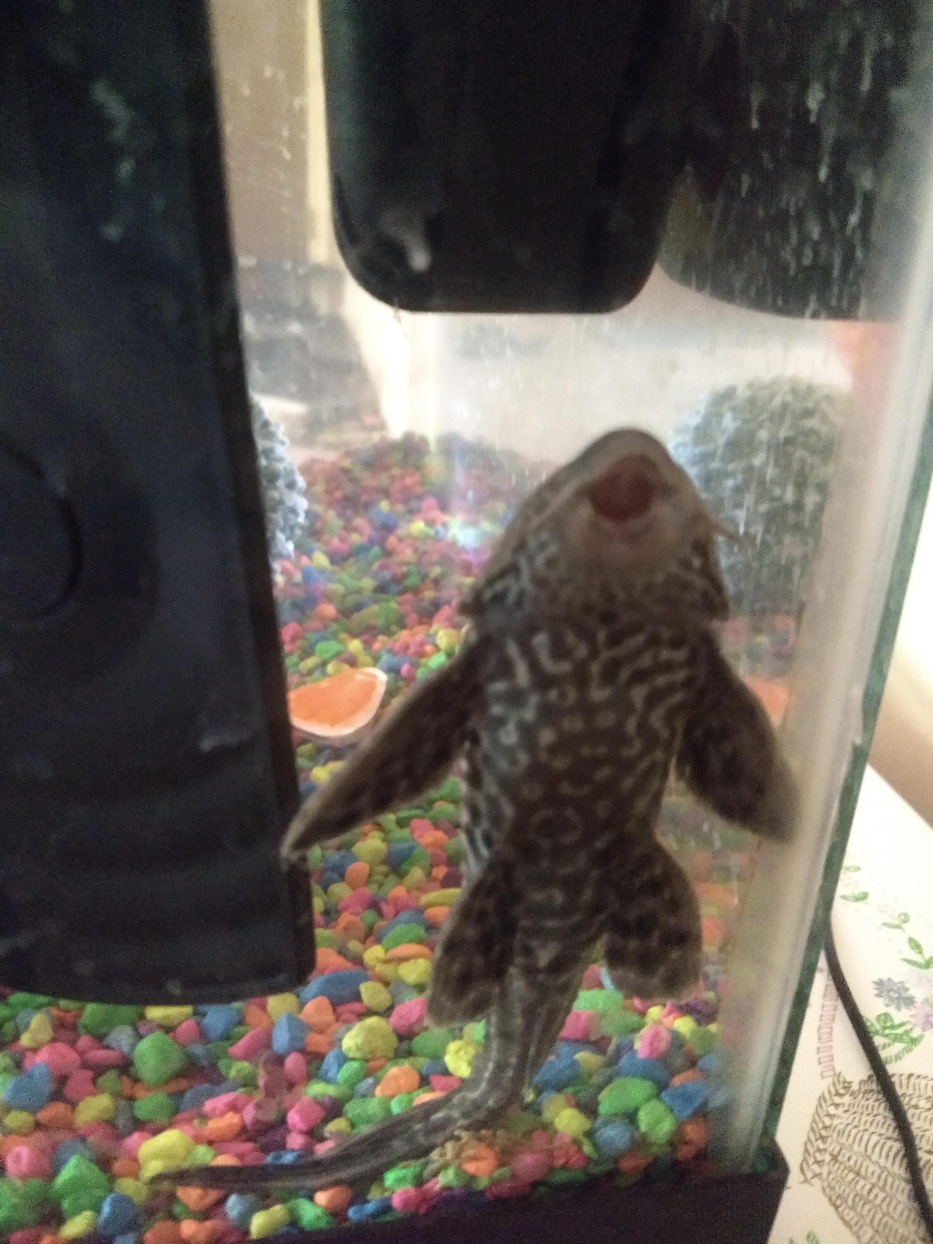 This is my Pleco. He is about five years old. He has lived his whole