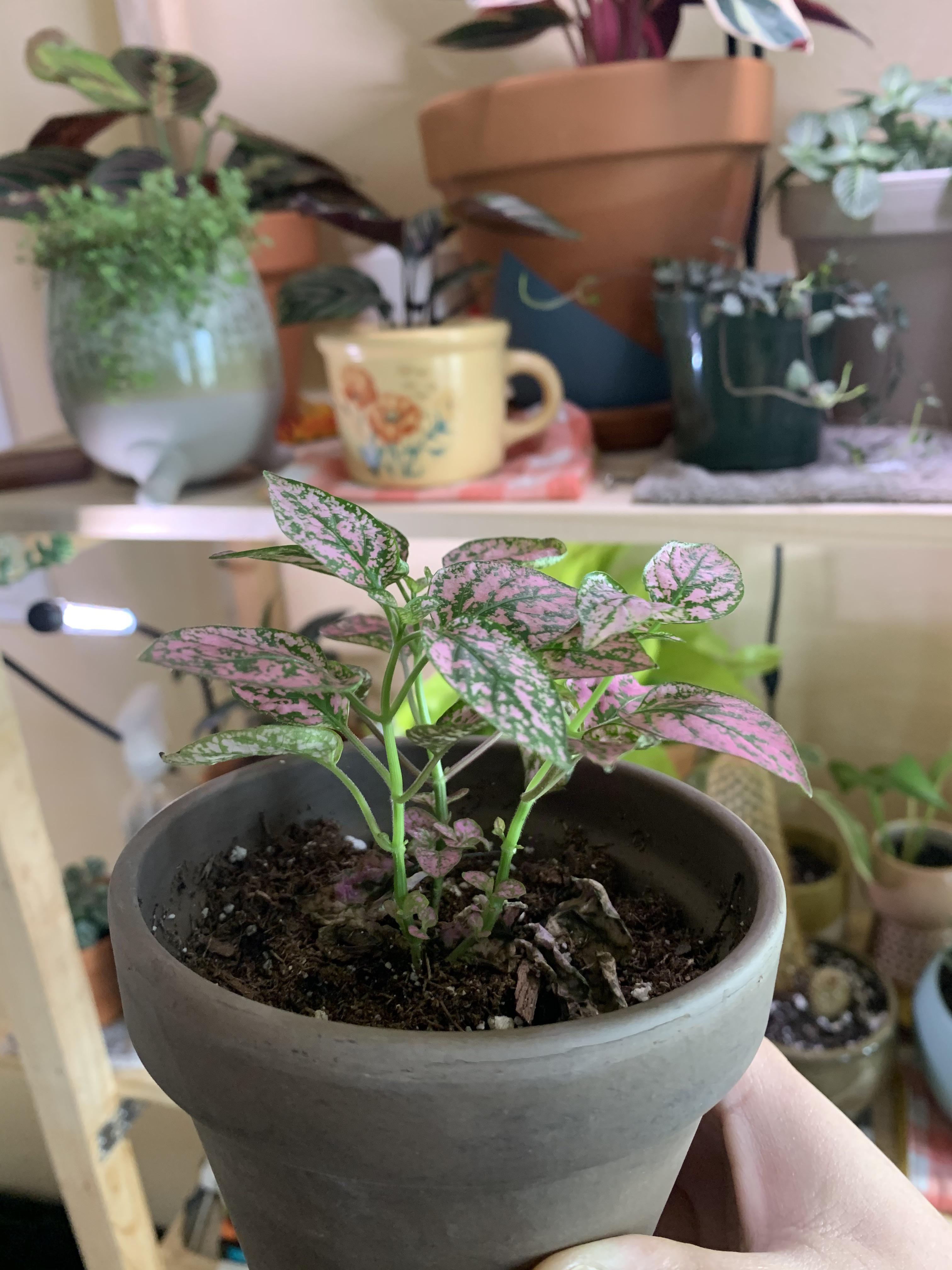 Polka dot plant is getting leggy and pale. Does it just need more water