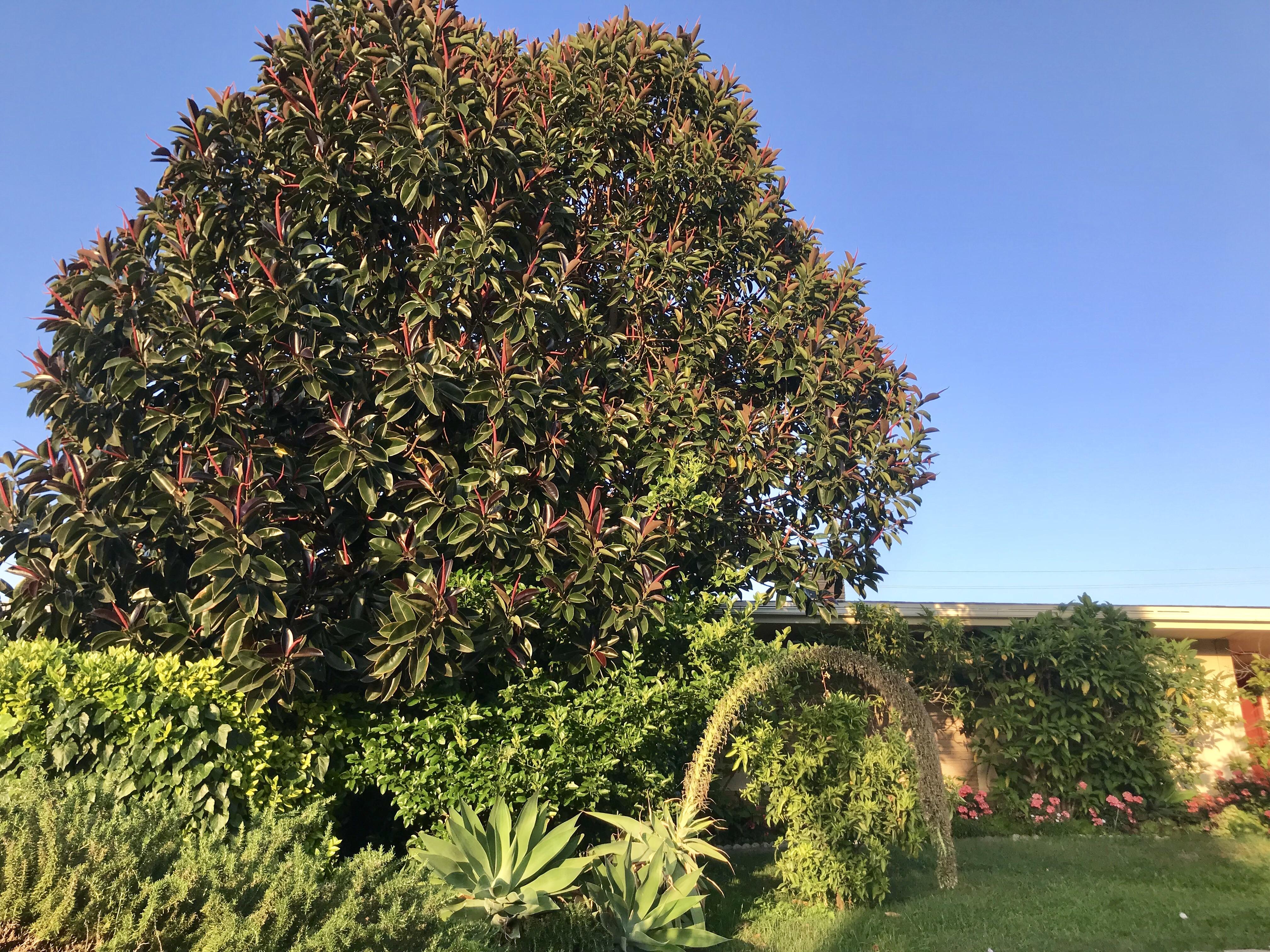 My patient’s mature rubber plant tree! It’s so much more amazing in