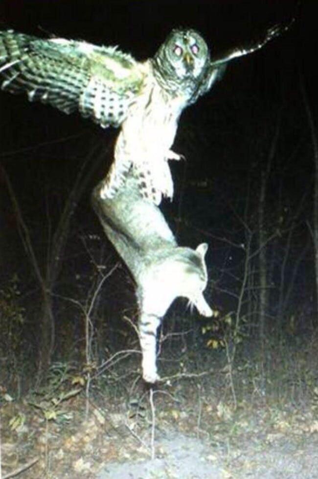 Cursed_Owl r/Cursed_Images