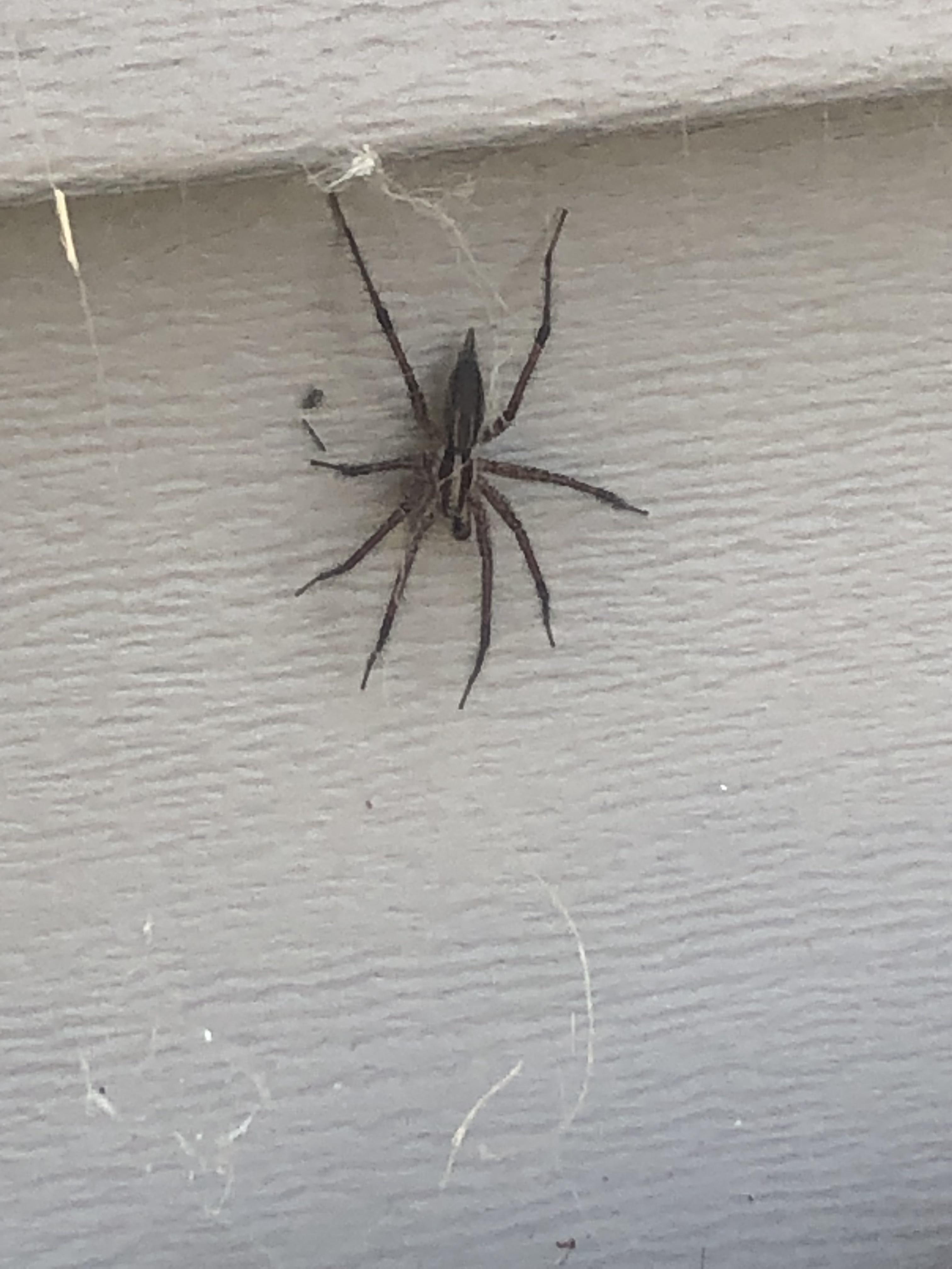 Wolf spider? spiders