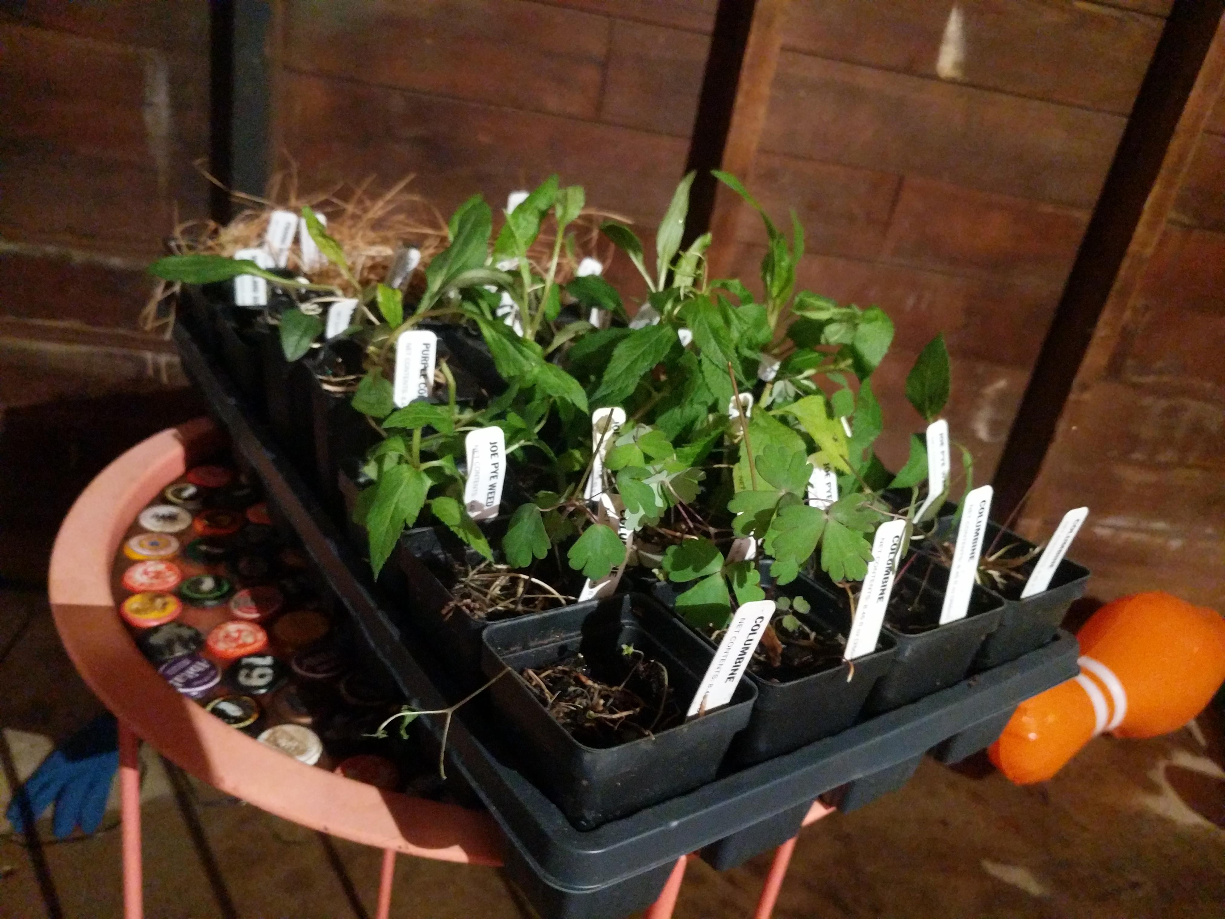 I took a chance and bought plants online, so far so good. Now they need