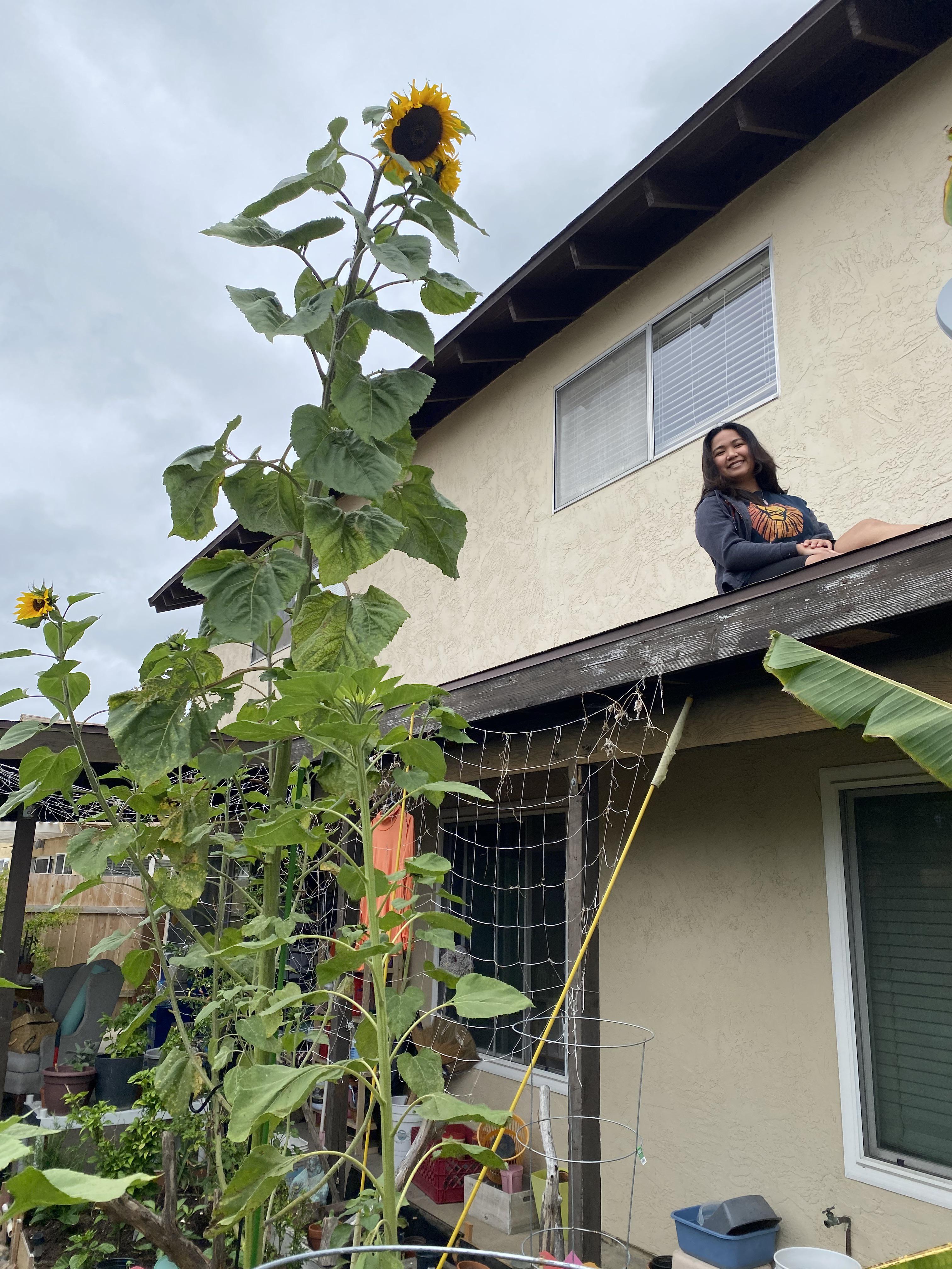 our tallest sunflower r/gardening