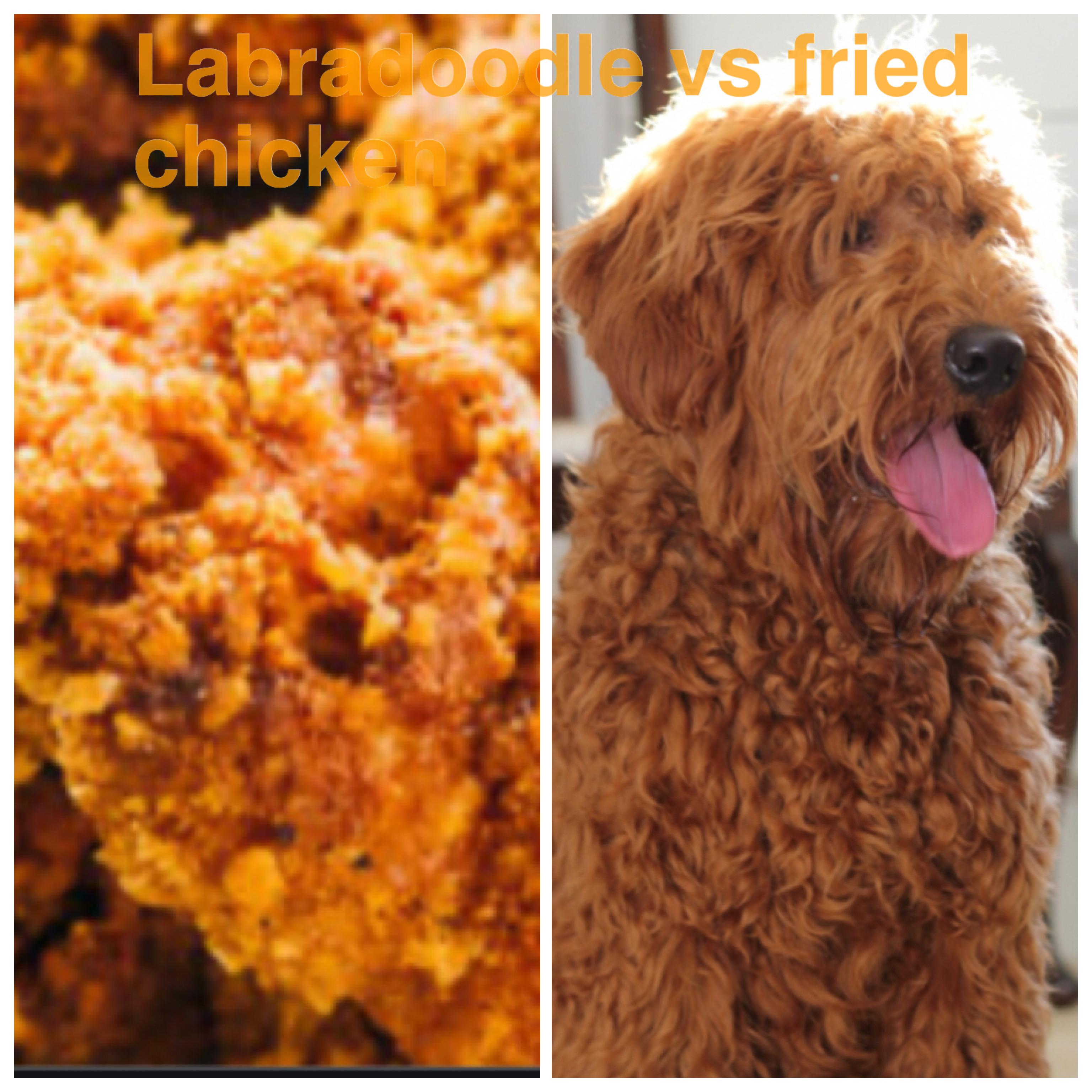 The Best Labradoodle or Fried Chicken How to Make Perfect Recipes