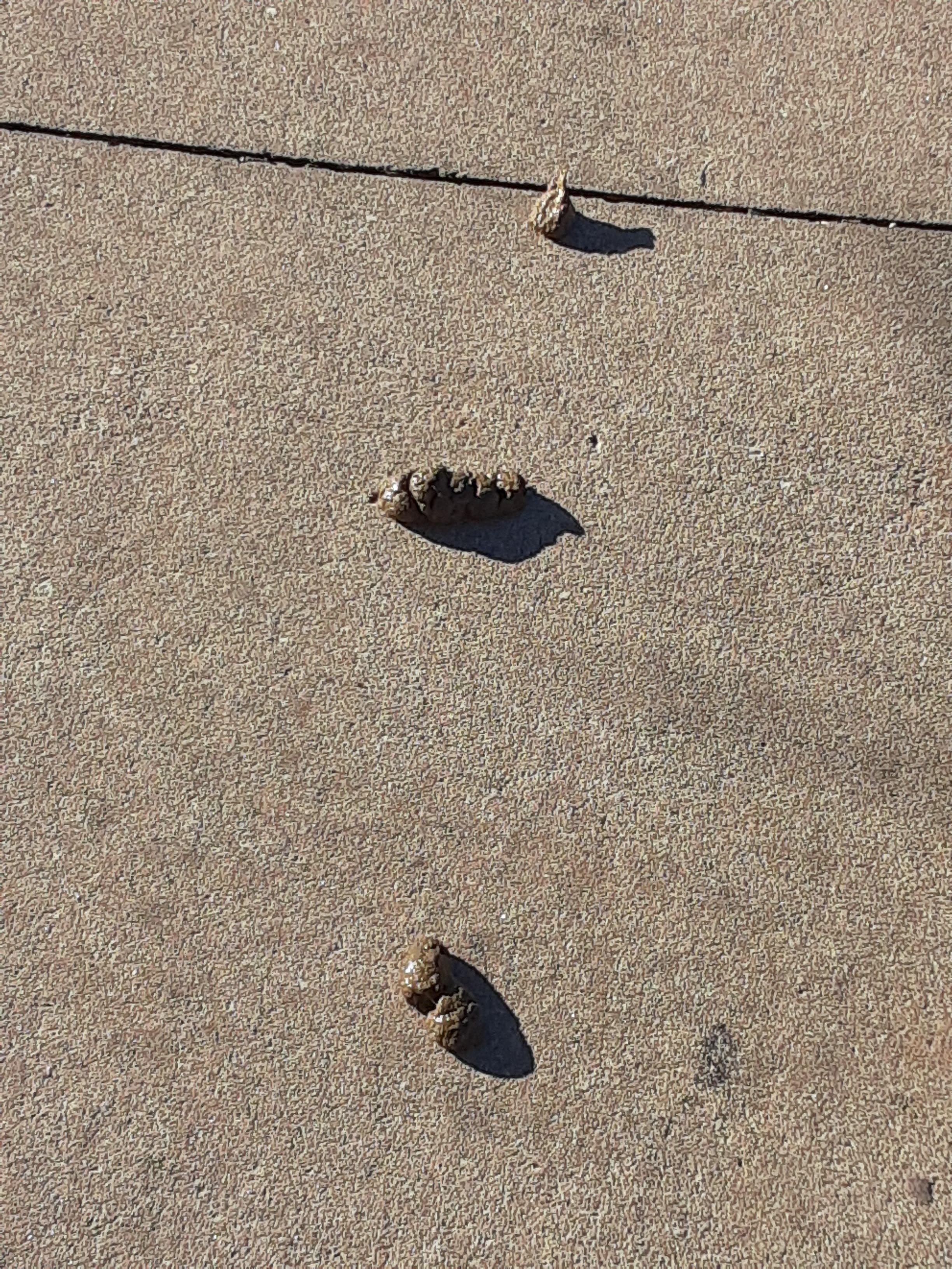 Someone left their dog's poop on a sidewalk. r/mildlyinfuriating