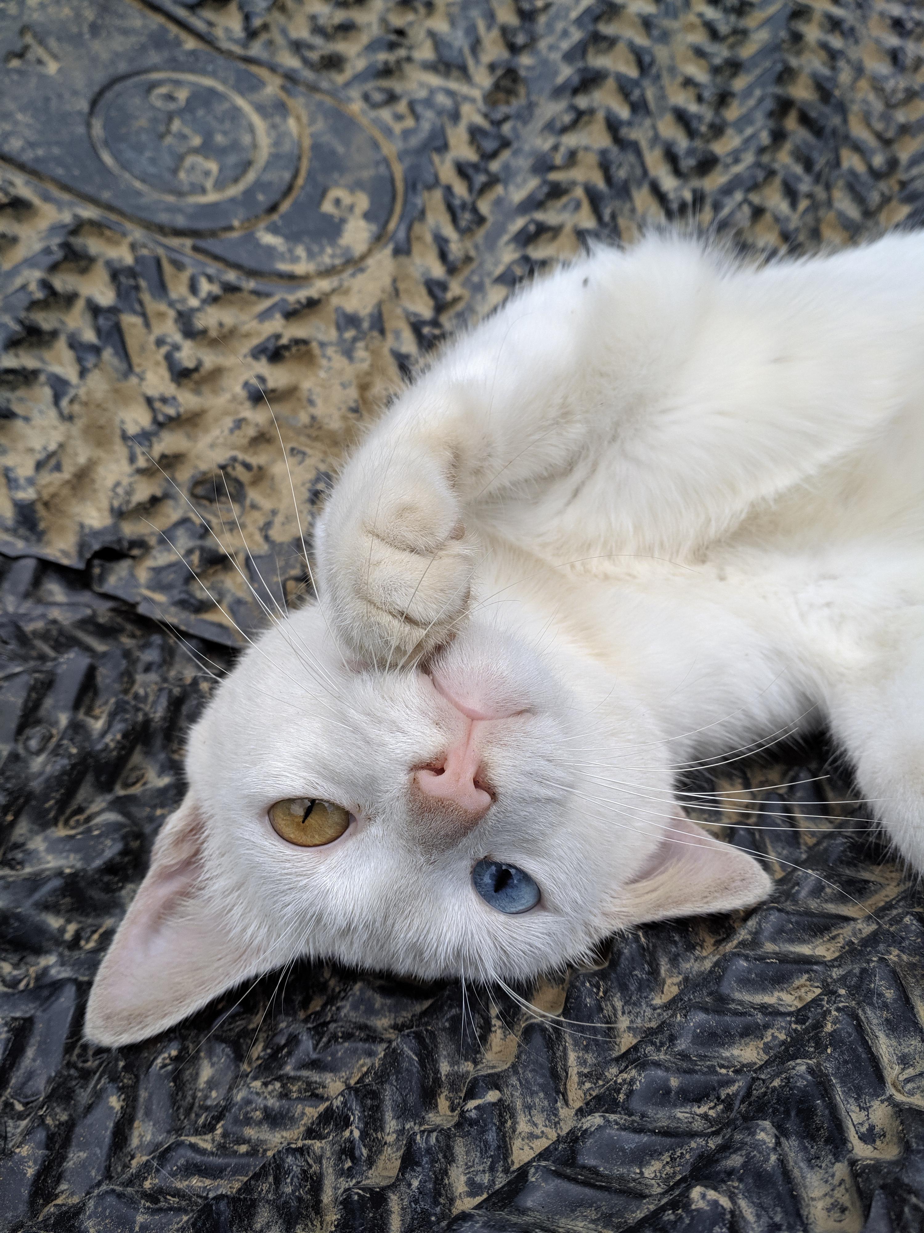 A cat that i met while hiking. 😺 r/cats