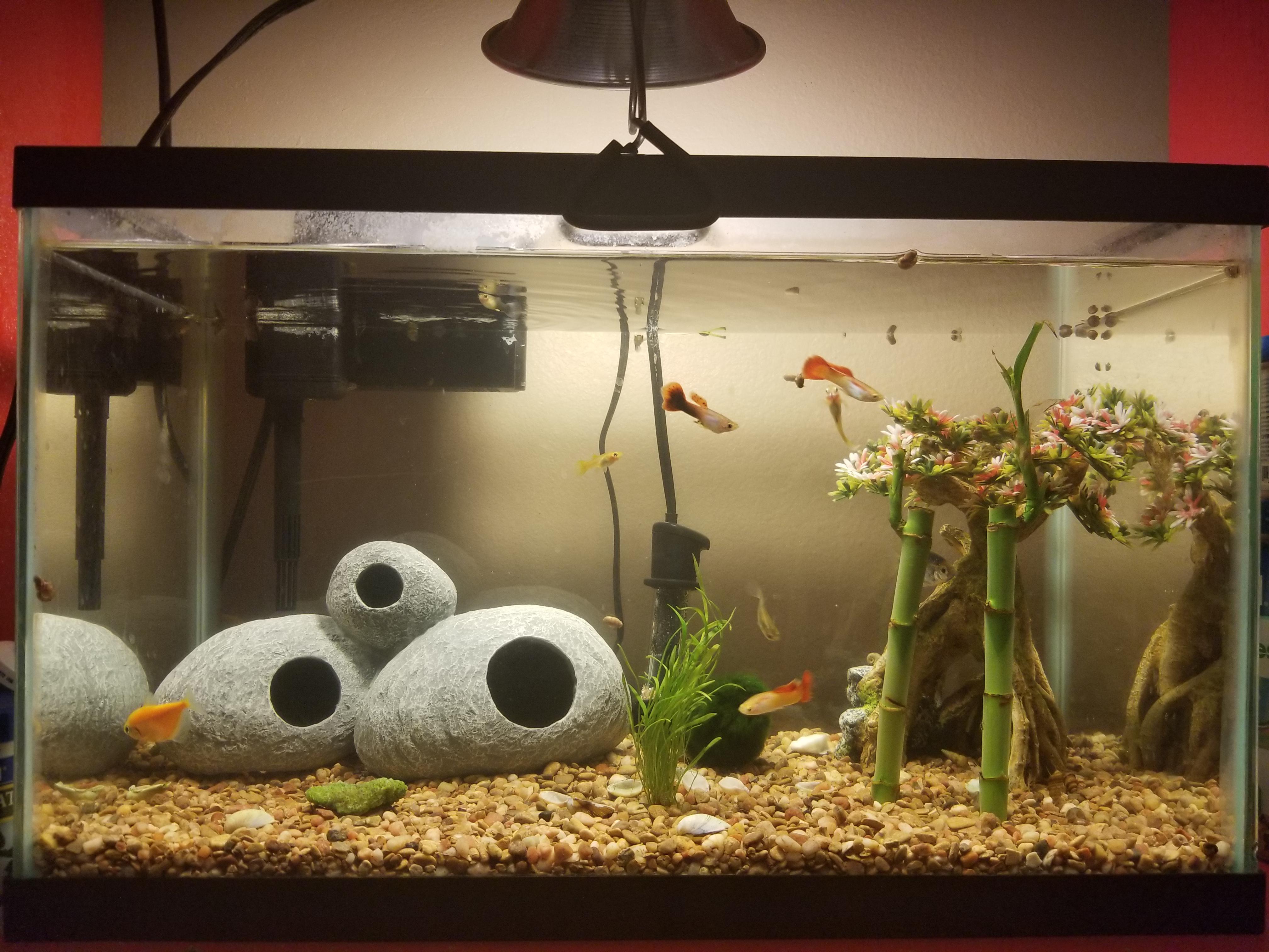 What is the best amount of Epsom salt to put in a 20 gallon fish tank? r/Aquariums