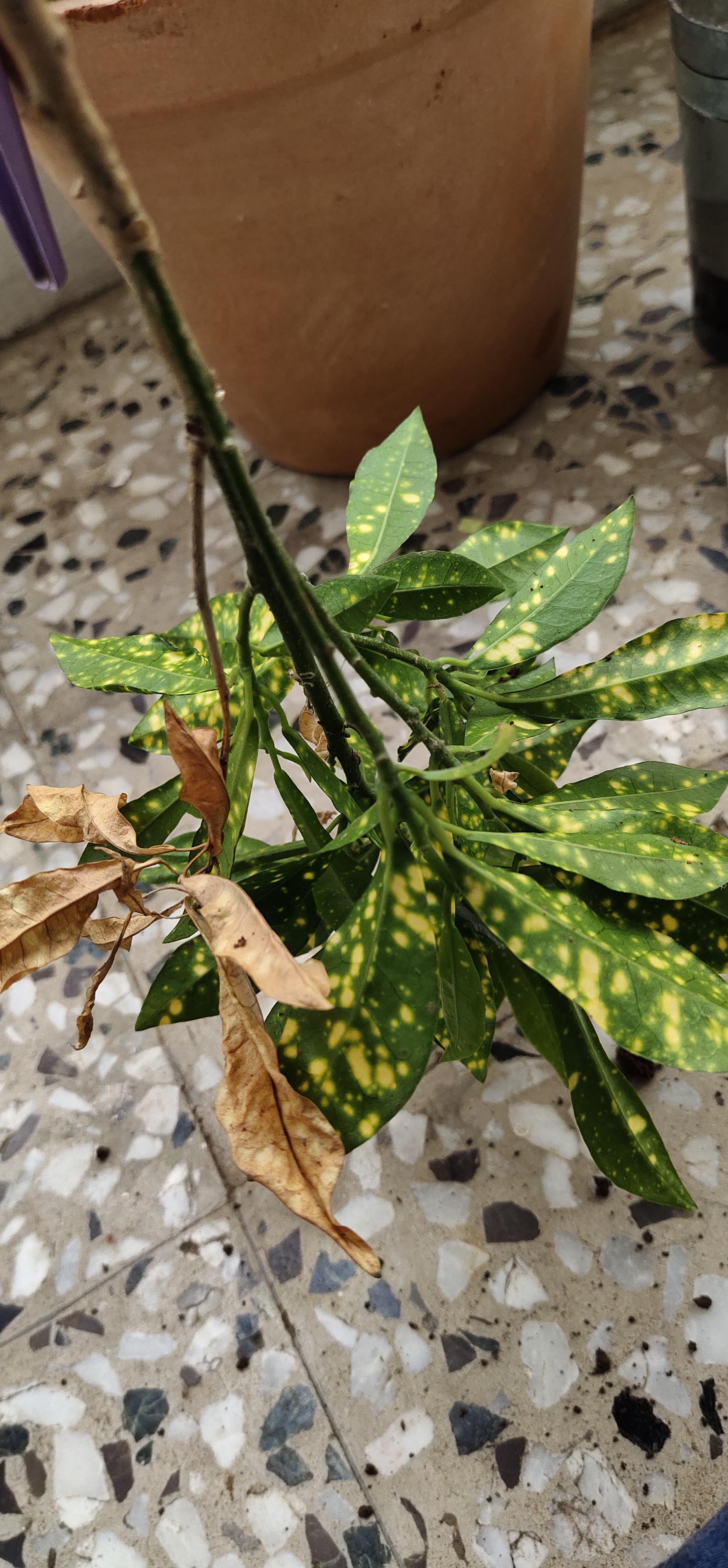 Croton dying. r/plantclinic