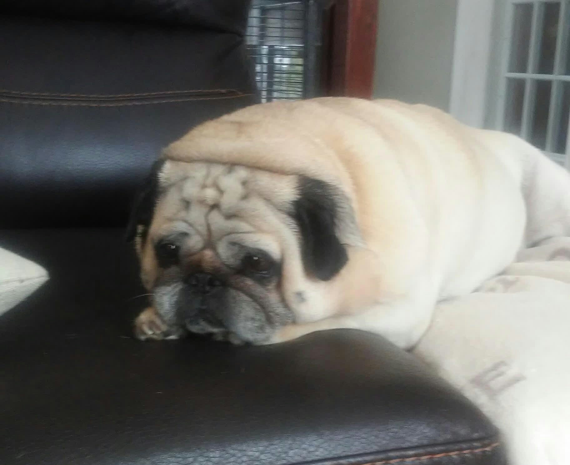 My bread pug r/aww