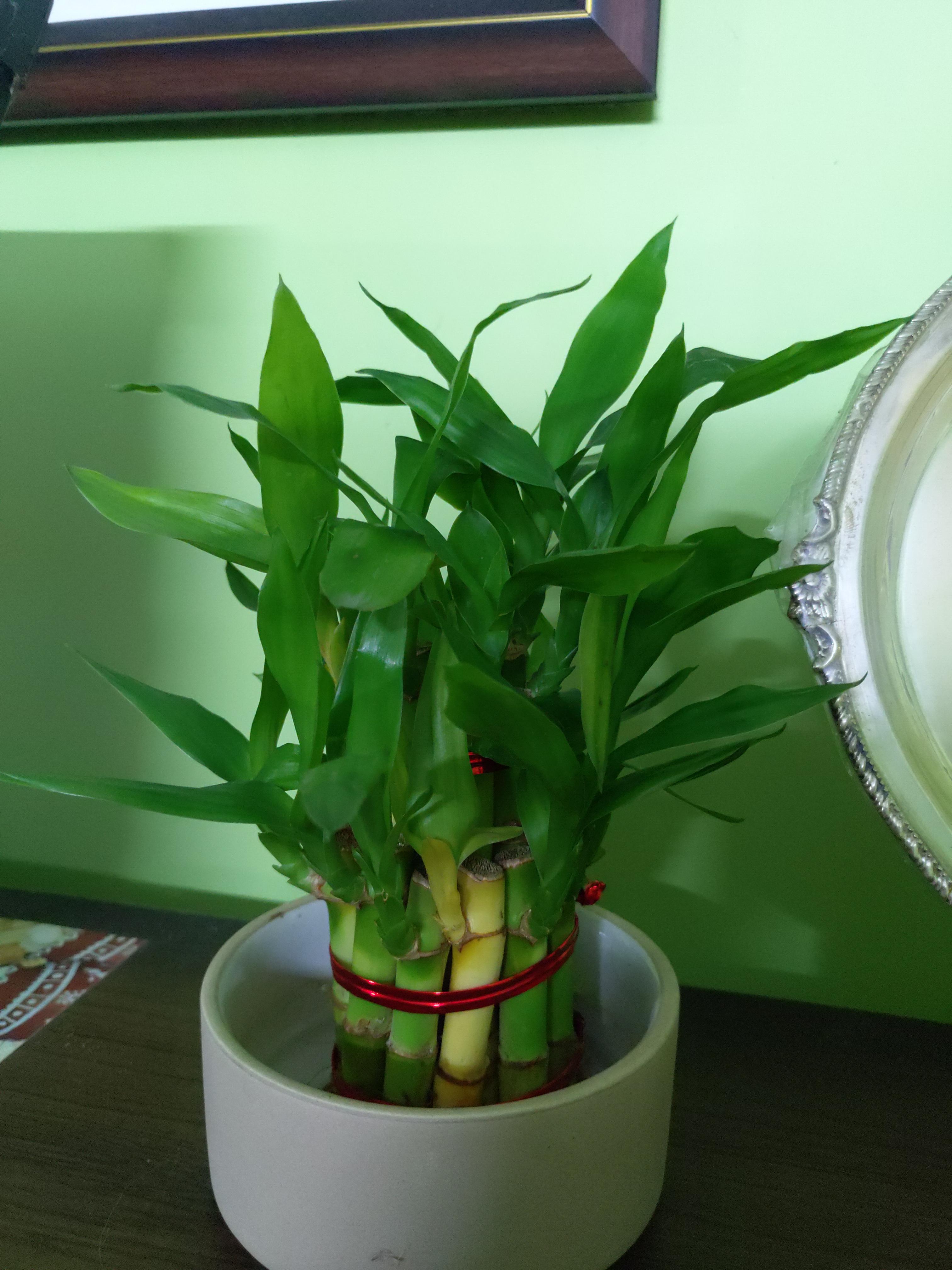 Why is this lucky bamboo yellowing? Had to remove a couple of them