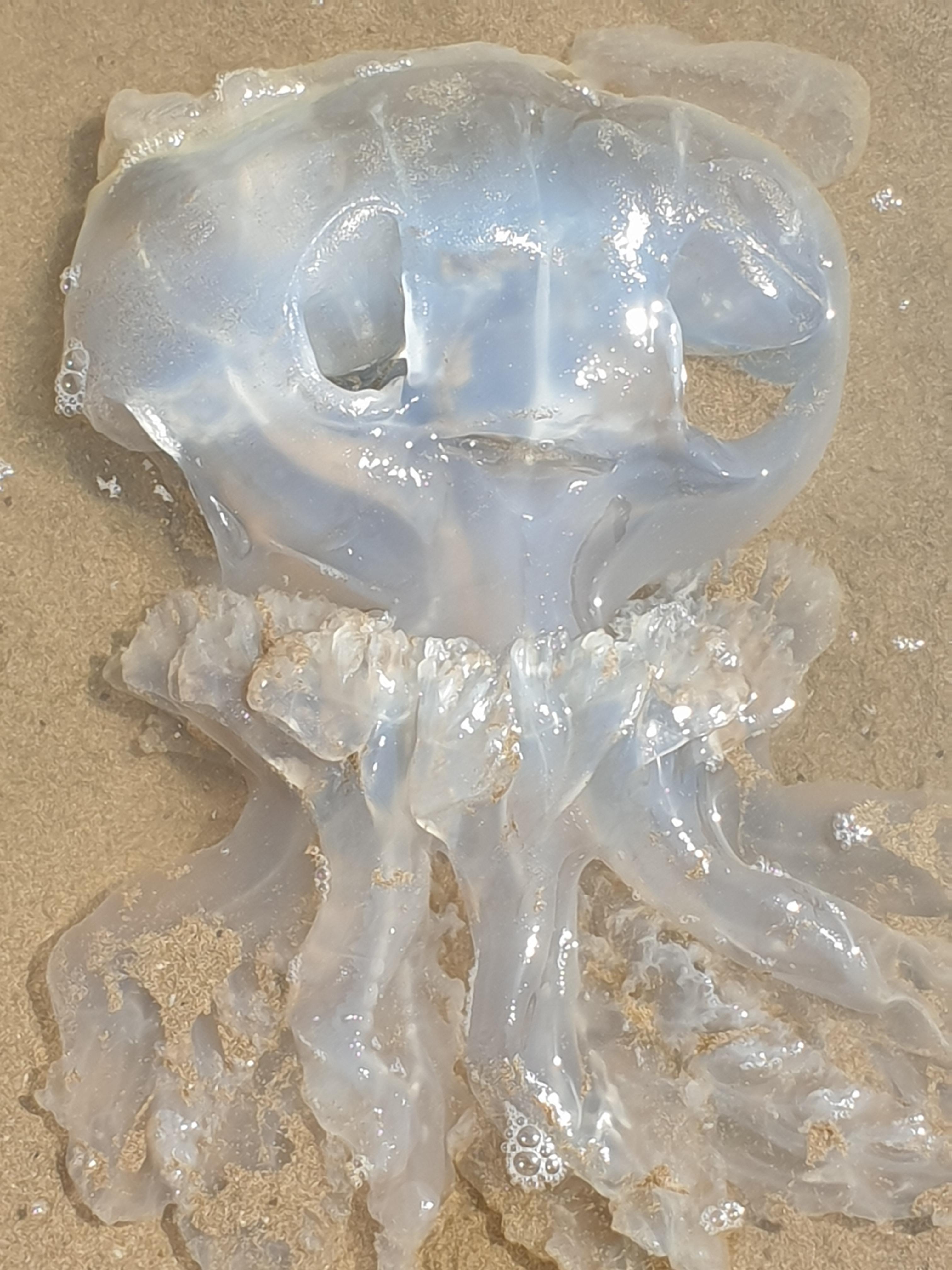 Finally. A jellyfish you can make eye to eye contact with. r/rickygervais