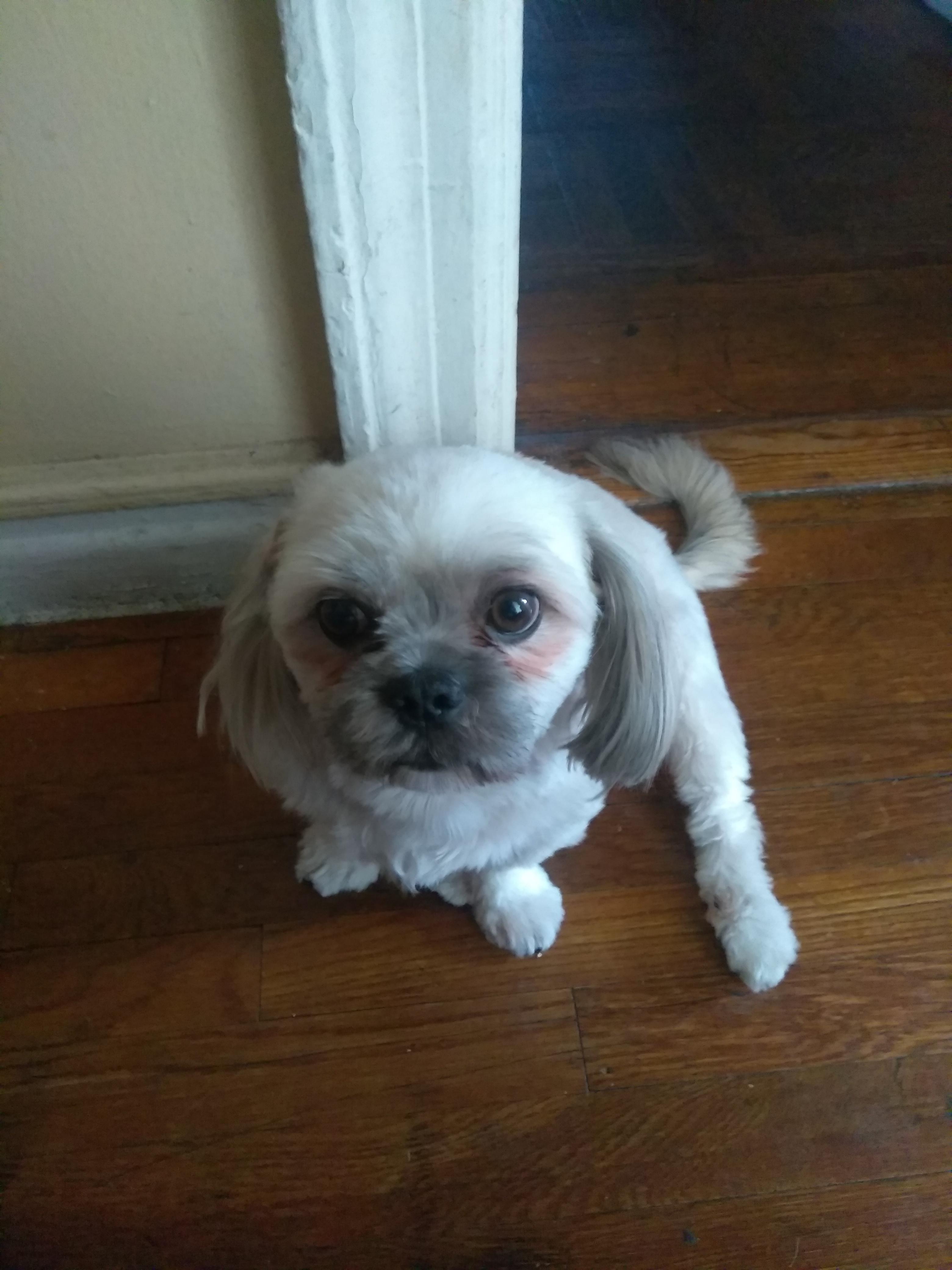 Do all dogs sit like this with one leg sticking out ir just mine? r/aww