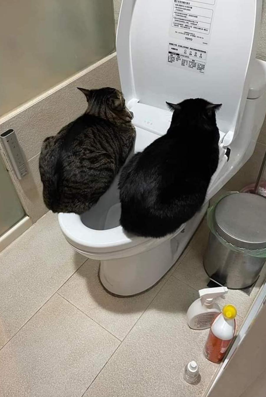 What's with the toilet seat? r/cats