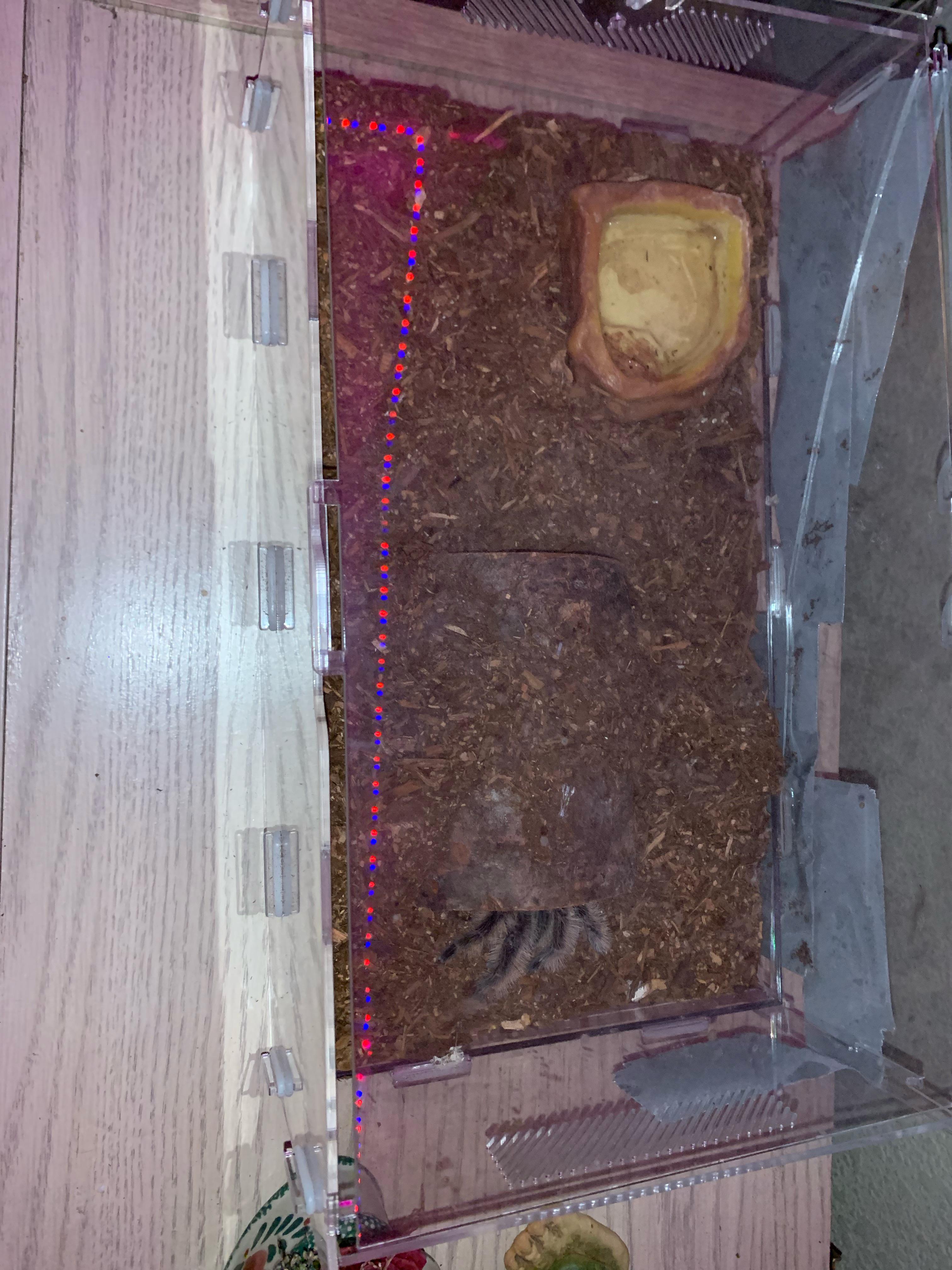 Curly Hair Enclosure r/tarantulas