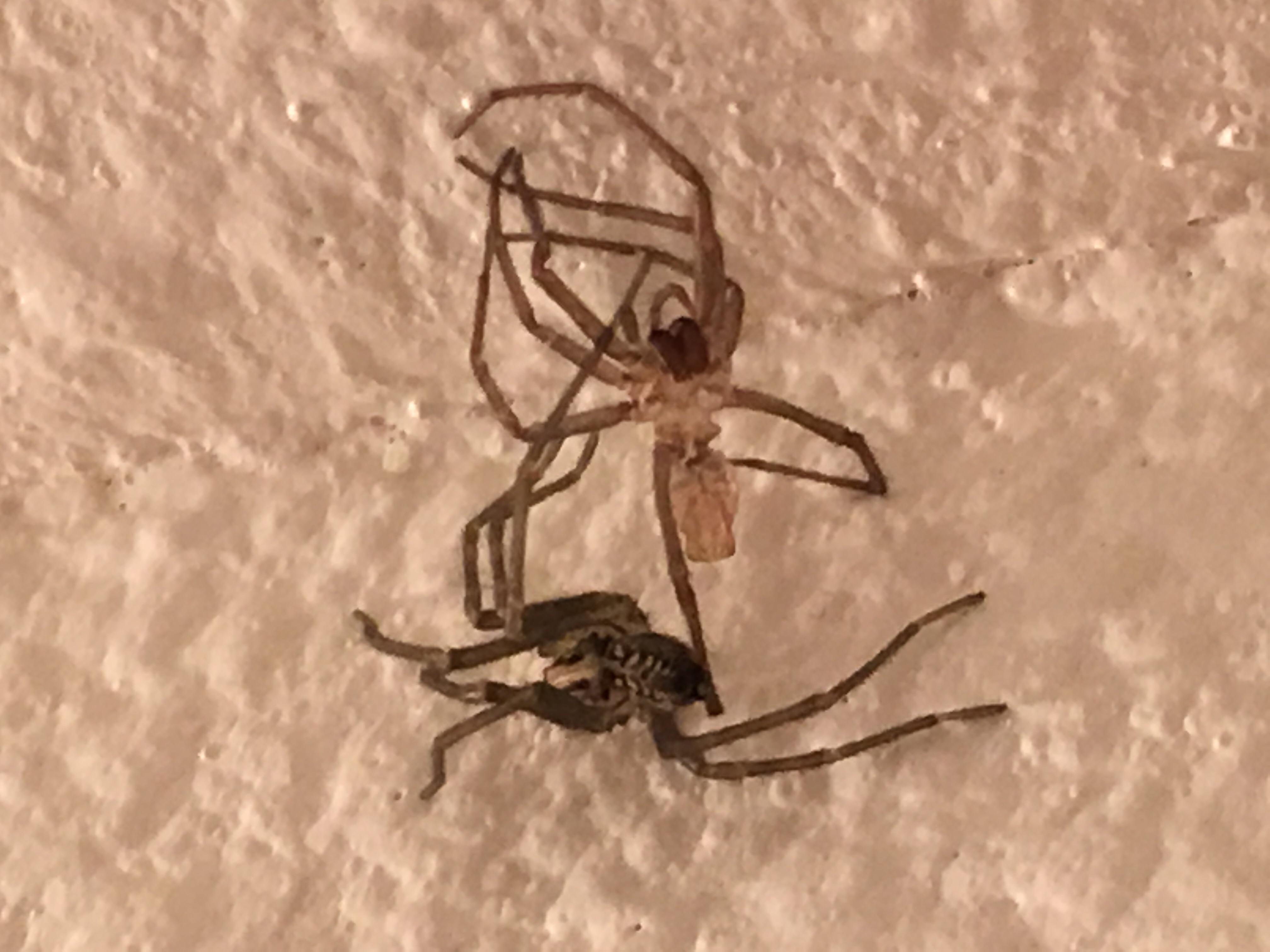 It never occurred to me that smaller spiders would also shed their skin