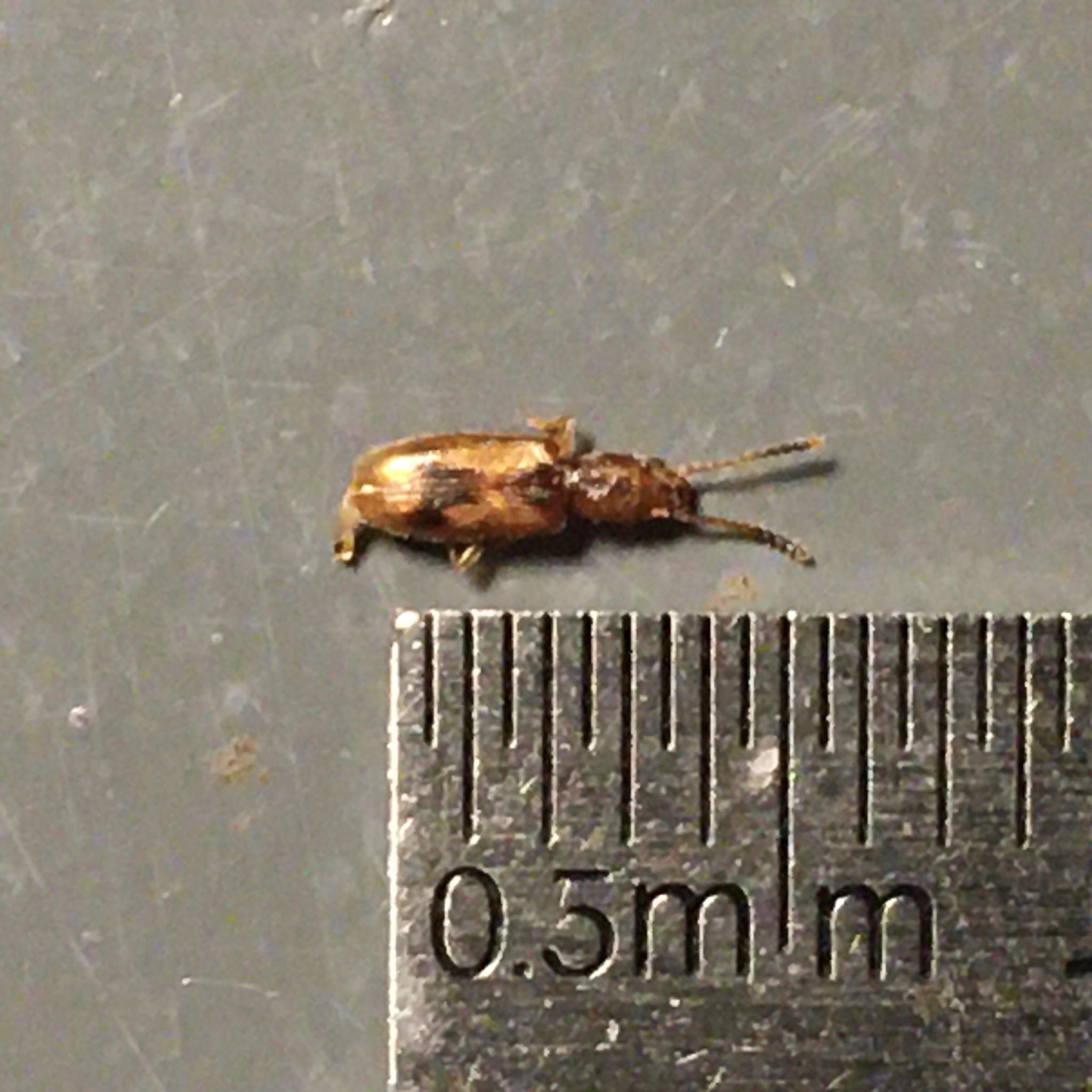 Found in a food cupboard in Wellington, NZ. Perhaps a grain beetle but