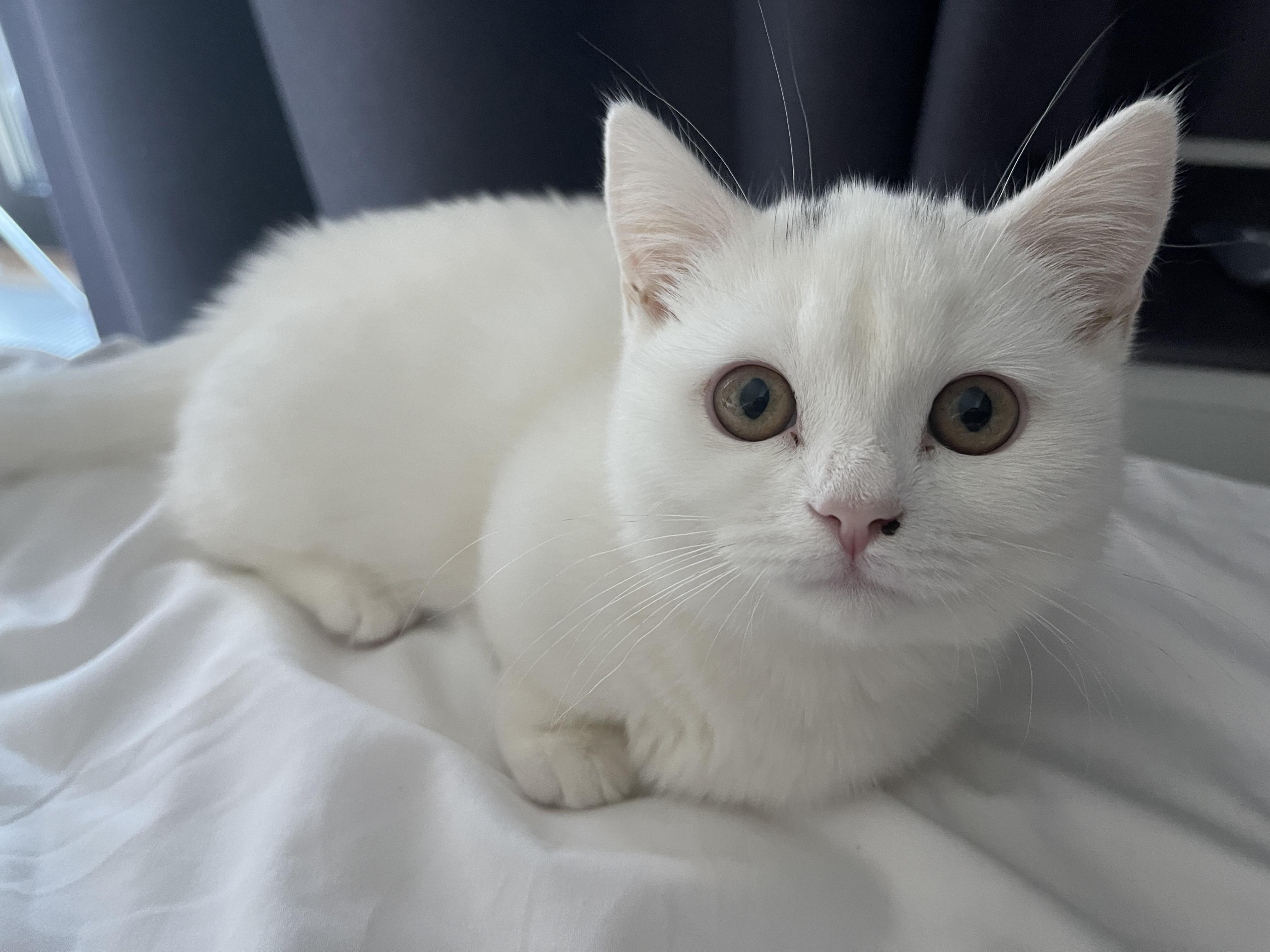 My new kitty. I haven't named her yet. According to the pedigree, the