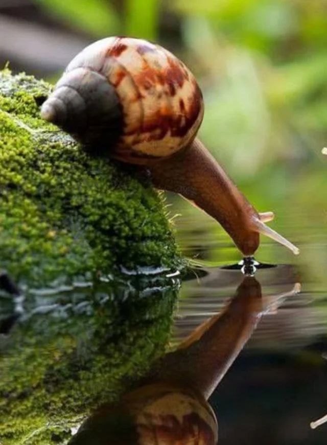 Snail drinking water r/pics