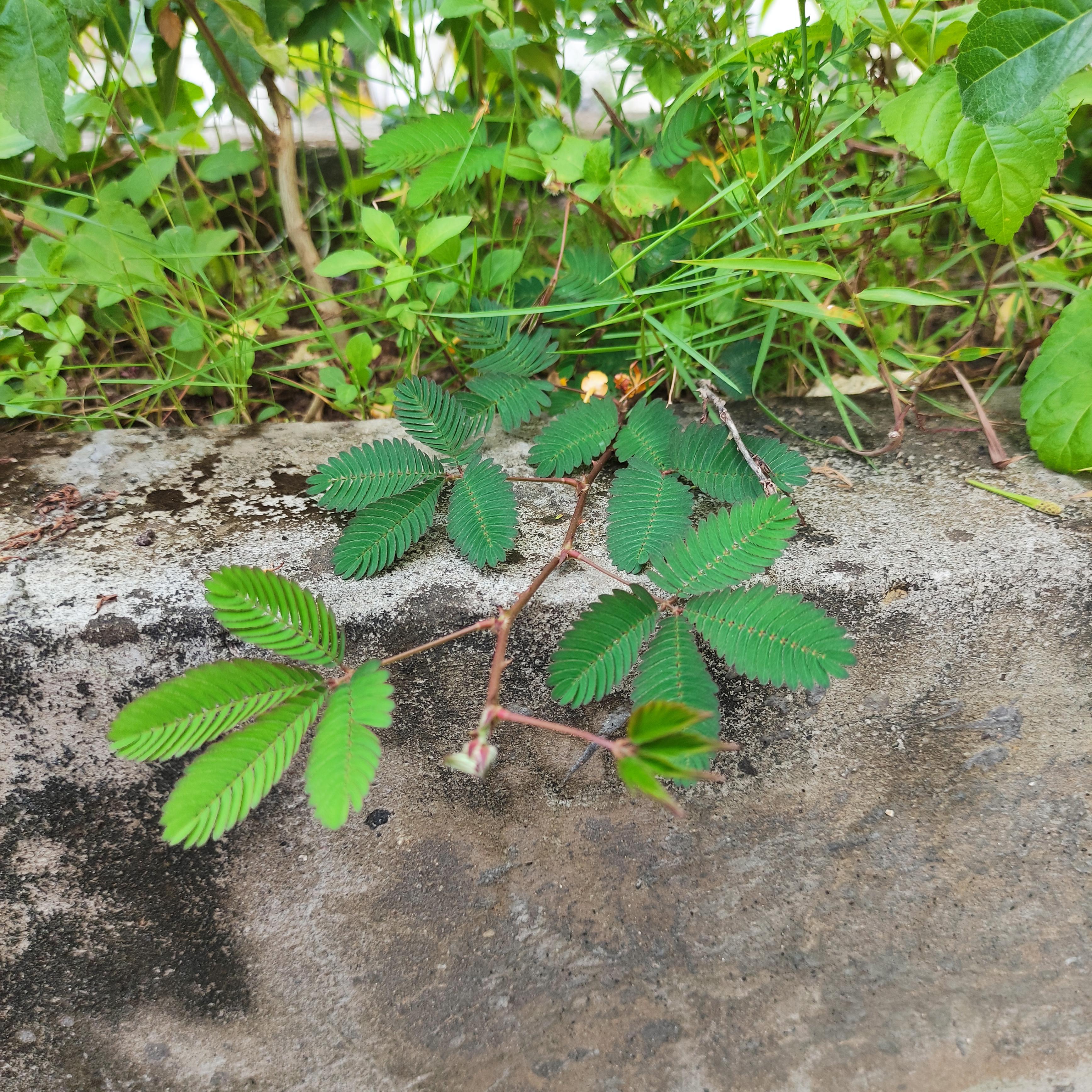 WEED AS A HOUSEPLANT??? This mimosa pudica/shy mimosa/sensitive plant