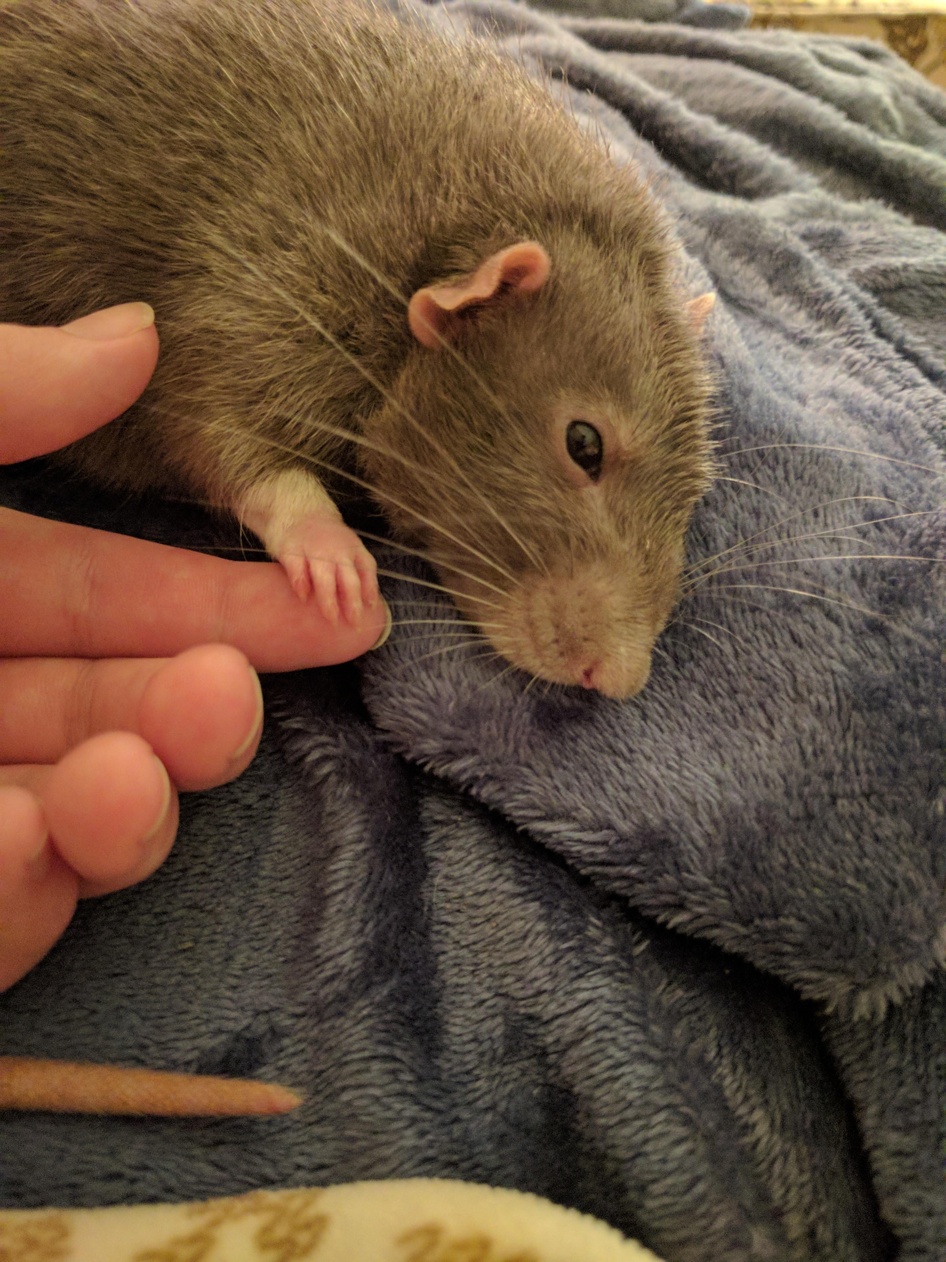 when he holds your hand r/RATS