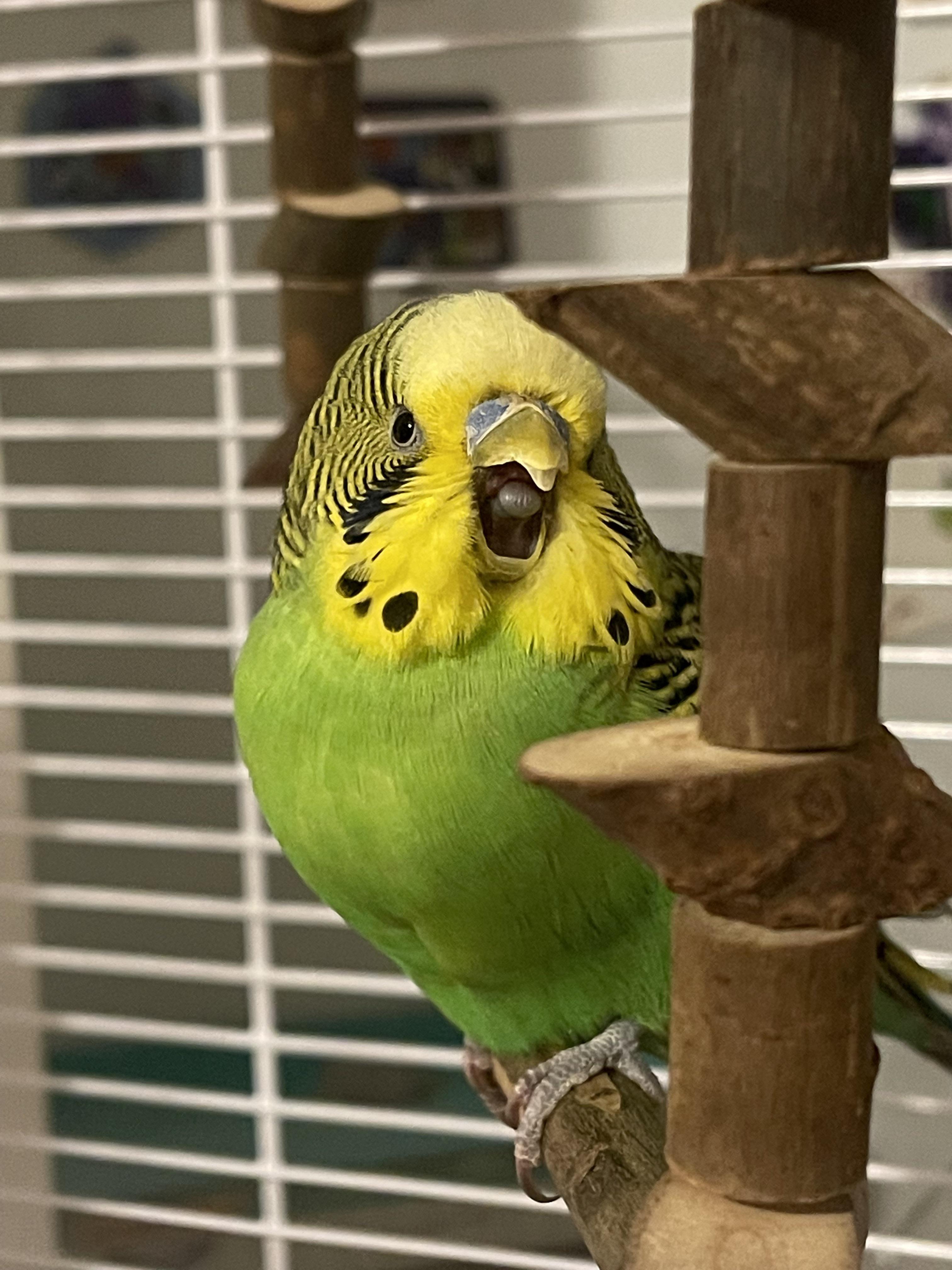 yAWN r/budgies