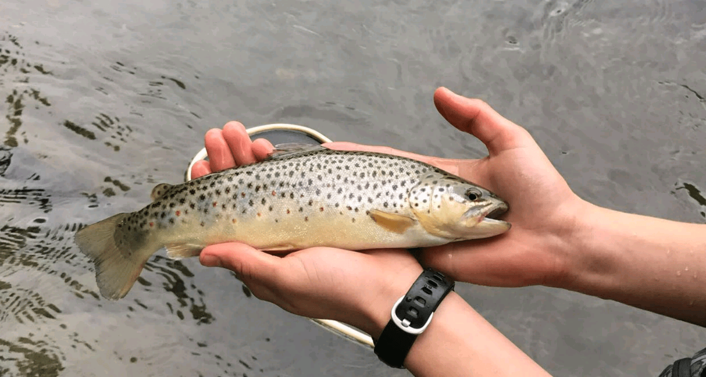 VT Brown Trout r/flyfishing