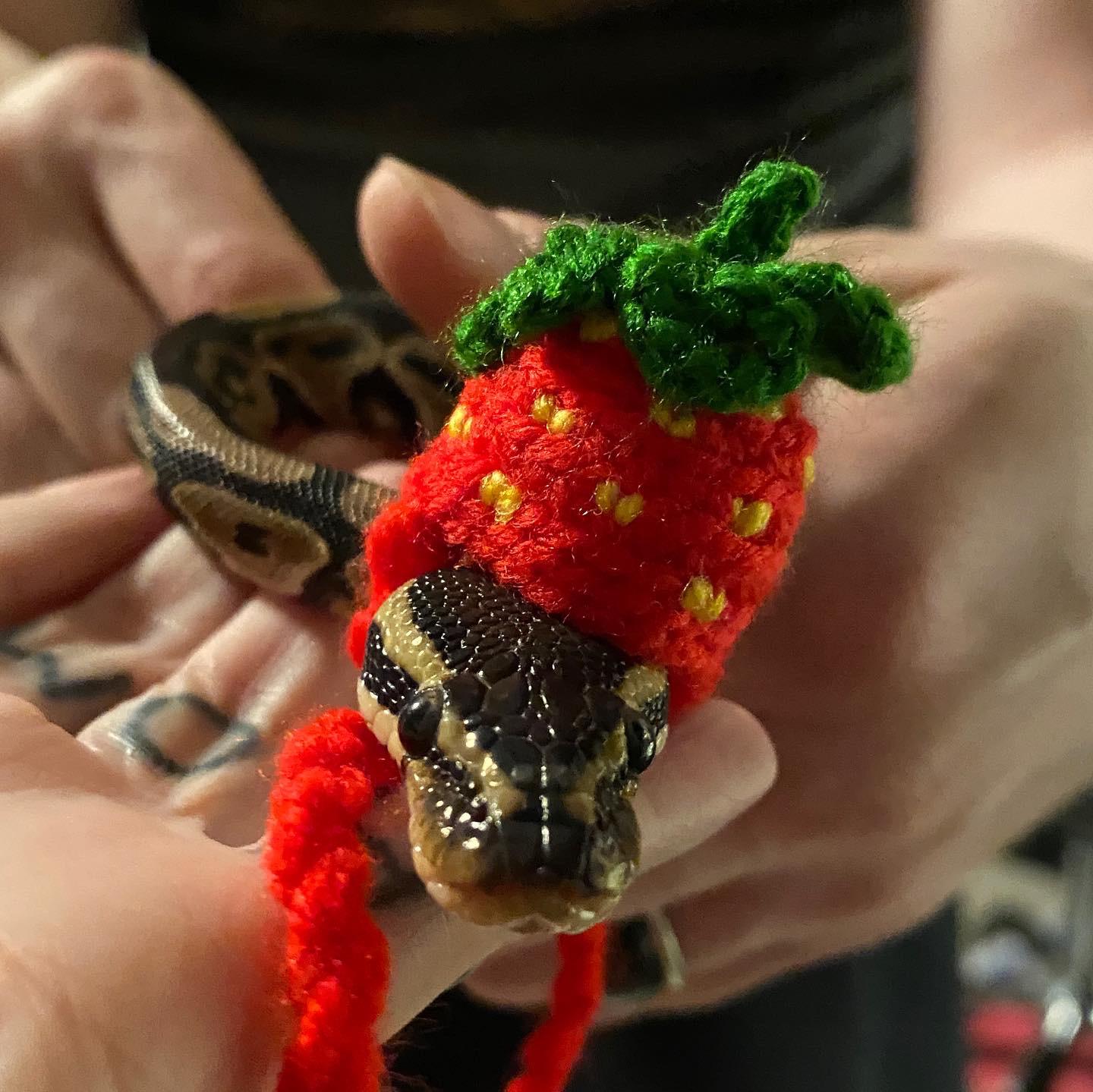 Flower got a strawberry hat! r/snakes