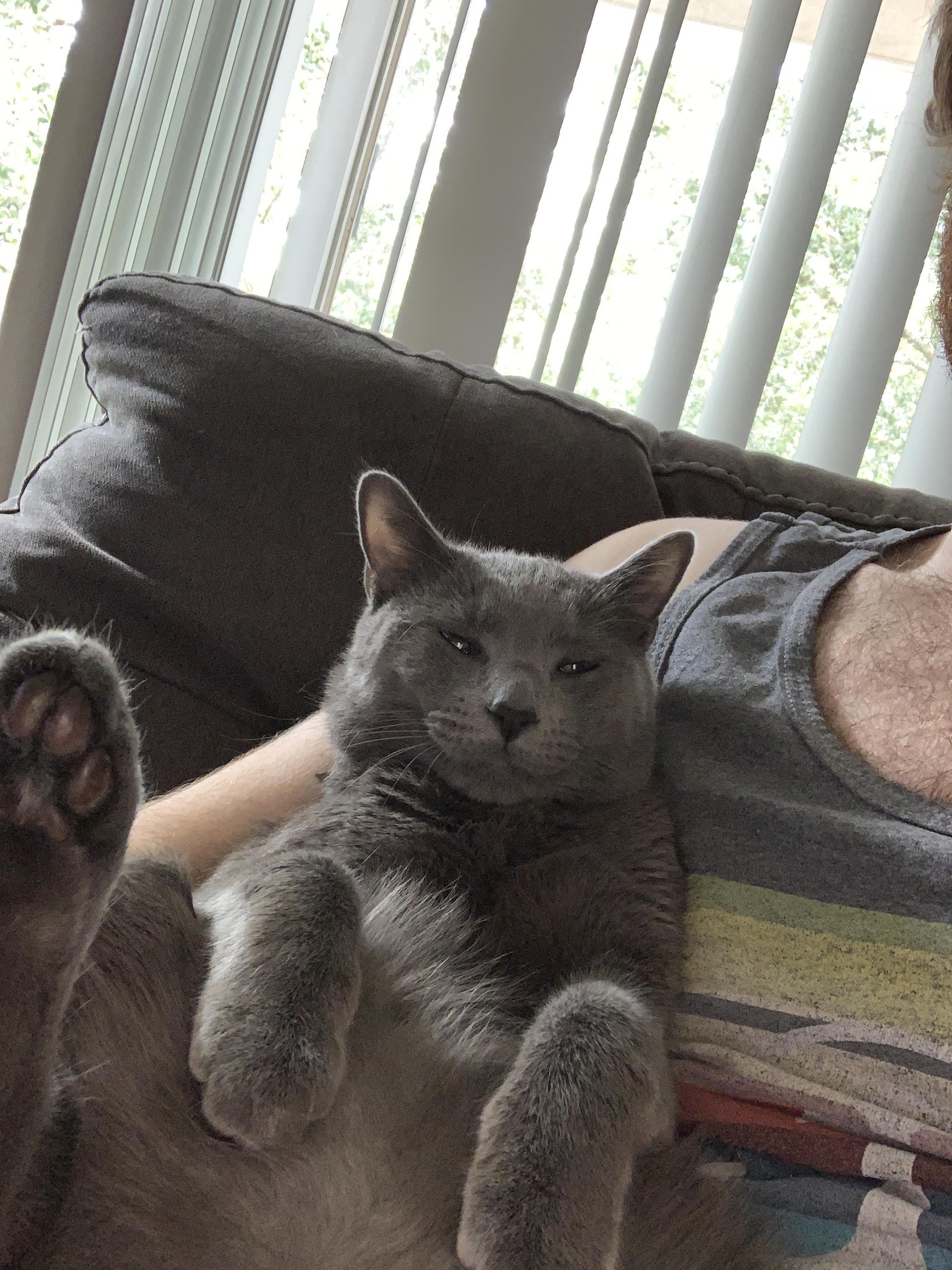 Russian Blues are just big babies r/russianblue
